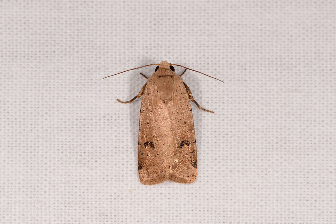 Light brown hairy moth, Kirindy Reserve, Madagascar  Africa,Kirindy Reserve,LepiLED,Madagascar,Madagascar 2019,World