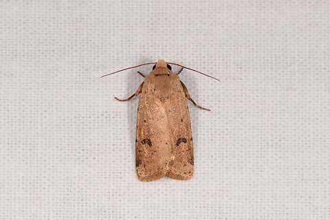 Light brown hairy moth, Kirindy Reserve, Madagascar  Africa,Kirindy Reserve,LepiLED,Madagascar,Madagascar 2019,World