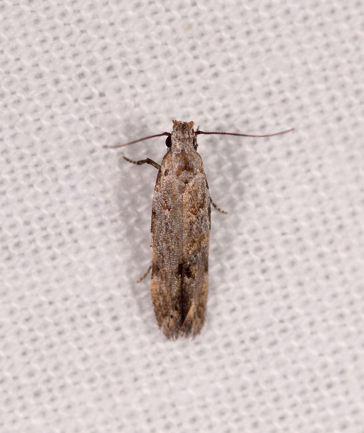 Tiny gray/brown moth, Kirindy Reserve, Madagascar  Africa,Geotagged,Kirindy Reserve,LepiLED,Madagascar,Madagascar 2019,Winter,World