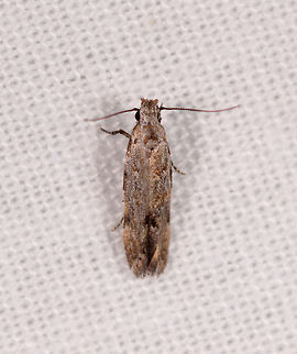 Tiny gray/brown moth, Kirindy Reserve, Madagascar  Africa,Geotagged,Kirindy Reserve,LepiLED,Madagascar,Madagascar 2019,Winter,World