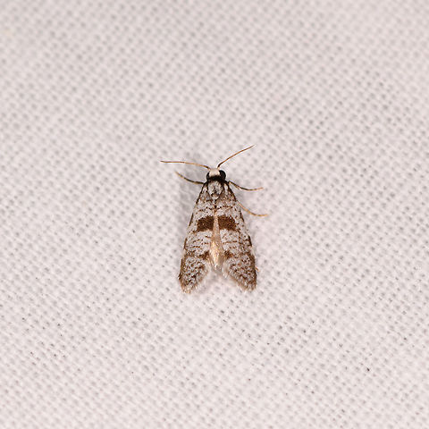 Small white headed moth, Kirindy Reserve, Madagascar This is the last of the Kirindy set, score looks to be 15 species. Africa,Geotagged,Kirindy Reserve,LepiLED,Madagascar,Madagascar 2019,Winter,World
