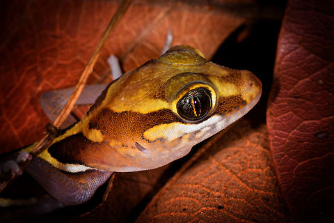 Ocelot gecko - head, Kirindy Reserve, Madagascar Known by various other common names: Madagascar ground gecko, Malagasy fat-tailed gecko, fat-headed gecko, or panther gecko. 

Fat-headed does describe it best. We stumbled upon this in Kirindy at night when making way back to camp. It is a gecko that is able to climb, yet typically found in leaf litter.
https://www.jungledragon.com/image/83430/ocelot_gecko_-_full_body_kirindy_reserve_madagascar.html
https://www.jungledragon.com/image/83429/ocelot_gecko_-_closeup_kirindy_reserve_madagascar.html Africa,Geotagged,Kirindy Reserve,Madagascar,Madagascar 2019,Ocelot gecko,Paroedura picta,Winter,World