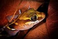 Ocelot gecko - head, Kirindy Reserve, Madagascar Known by various other common names: Madagascar ground gecko, Malagasy fat-tailed gecko, fat-headed gecko, or panther gecko. <br />
<br />
Fat-headed does describe it best. We stumbled upon this in Kirindy at night when making way back to camp. It is a gecko that is able to climb, yet typically found in leaf litter.<br />
https://www.jungledragon.com/image/83430/ocelot_gecko_-_full_body_kirindy_reserve_madagascar.html<br />
https://www.jungledragon.com/image/83429/ocelot_gecko_-_closeup_kirindy_reserve_madagascar.html Africa,Geotagged,Kirindy Reserve,Madagascar,Madagascar 2019,Ocelot gecko,Paroedura picta,Winter,World