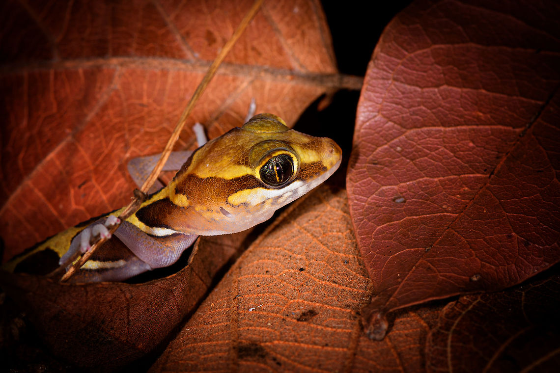 Ocelot gecko - closeup, Kirindy Reserve, Madagascar Known by various other common names: Madagascar ground gecko, Malagasy fat-tailed gecko, fat-headed gecko, or panther gecko. <br />
<br />
Fat-headed does describe it best. We stumbled upon this in Kirindy at night when making way back to camp. It is a gecko that is able to climb, yet typically found in leaf litter.<br />
<figure class="photo"><a href="https://www.jungledragon.com/image/83430/ocelot_gecko_-_full_body_kirindy_reserve_madagascar.html" title="Ocelot gecko - full body, Kirindy Reserve, Madagascar"><img src="https://s3.amazonaws.com/media.jungledragon.com/images/2/83430_thumb.jpg?AWSAccessKeyId=05GMT0V3GWVNE7GGM1R2&Expires=1759968010&Signature=jdlXvnhyQRMpicrn%2FtDHX6nX8k8%3D" width="102" height="152" alt="Ocelot gecko - full body, Kirindy Reserve, Madagascar Known by various other common names: Madagascar ground gecko, Malagasy fat-tailed gecko, fat-headed gecko, or panther gecko. <br />
<br />
Fat-headed does describe it best. We stumbled upon this in Kirindy at night when making way back to camp. It is a gecko that is able to climb, yet typically found in leaf litter.<br />
https://www.jungledragon.com/image/83429/ocelot_gecko_-_closeup_kirindy_reserve_madagascar.html<br />
https://www.jungledragon.com/image/83428/ocelot_gecko_-_head_kirindy_reserve_madagascar.html Africa,Kirindy Reserve,Madagascar,Madagascar 2019,Ocelot gecko,Paroedura picta,World" /></a></figure><br />
<figure class="photo"><a href="https://www.jungledragon.com/image/83428/ocelot_gecko_-_head_kirindy_reserve_madagascar.html" title="Ocelot gecko - head, Kirindy Reserve, Madagascar"><img src="https://s3.amazonaws.com/media.jungledragon.com/images/2/83428_thumb.jpg?AWSAccessKeyId=05GMT0V3GWVNE7GGM1R2&Expires=1759968010&Signature=Vm7%2BFL6aGznVvqFN0gaCSquAR3c%3D" width="200" height="134" alt="Ocelot gecko - head, Kirindy Reserve, Madagascar Known by various other common names: Madagascar ground gecko, Malagasy fat-tailed gecko, fat-headed gecko, or panther gecko. <br />
<br />
Fat-headed does describe it best. We stumbled upon this in Kirindy at night when making way back to camp. It is a gecko that is able to climb, yet typically found in leaf litter.<br />
https://www.jungledragon.com/image/83430/ocelot_gecko_-_full_body_kirindy_reserve_madagascar.html<br />
https://www.jungledragon.com/image/83429/ocelot_gecko_-_closeup_kirindy_reserve_madagascar.html Africa,Geotagged,Kirindy Reserve,Madagascar,Madagascar 2019,Ocelot gecko,Paroedura picta,Winter,World" /></a></figure> Africa,Geotagged,Kirindy Reserve,Madagascar,Madagascar 2019,Ocelot gecko,Paroedura picta,Winter,World