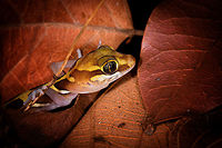 Ocelot gecko - closeup, Kirindy Reserve, Madagascar Known by various other common names: Madagascar ground gecko, Malagasy fat-tailed gecko, fat-headed gecko, or panther gecko. <br />
<br />
Fat-headed does describe it best. We stumbled upon this in Kirindy at night when making way back to camp. It is a gecko that is able to climb, yet typically found in leaf litter.<br />
https://www.jungledragon.com/image/83430/ocelot_gecko_-_full_body_kirindy_reserve_madagascar.html<br />
https://www.jungledragon.com/image/83428/ocelot_gecko_-_head_kirindy_reserve_madagascar.html Africa,Geotagged,Kirindy Reserve,Madagascar,Madagascar 2019,Ocelot gecko,Paroedura picta,Winter,World