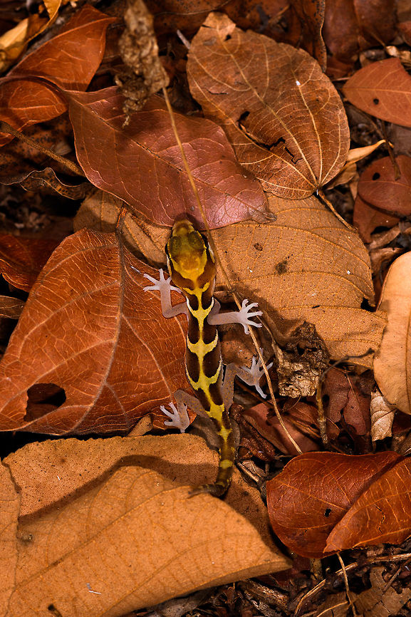 Ocelot gecko - full body, Kirindy Reserve, Madagascar Known by various other common names: Madagascar ground gecko, Malagasy fat-tailed gecko, fat-headed gecko, or panther gecko. <br />
<br />
Fat-headed does describe it best. We stumbled upon this in Kirindy at night when making way back to camp. It is a gecko that is able to climb, yet typically found in leaf litter.<br />
<figure class="photo"><a href="https://www.jungledragon.com/image/83429/ocelot_gecko_-_closeup_kirindy_reserve_madagascar.html" title="Ocelot gecko - closeup, Kirindy Reserve, Madagascar"><img src="https://s3.amazonaws.com/media.jungledragon.com/images/2/83429_thumb.jpg?AWSAccessKeyId=05GMT0V3GWVNE7GGM1R2&Expires=1759968010&Signature=R9fk2o2oCGIKgRP4c7JZ%2FVysAmo%3D" width="200" height="134" alt="Ocelot gecko - closeup, Kirindy Reserve, Madagascar Known by various other common names: Madagascar ground gecko, Malagasy fat-tailed gecko, fat-headed gecko, or panther gecko. <br />
<br />
Fat-headed does describe it best. We stumbled upon this in Kirindy at night when making way back to camp. It is a gecko that is able to climb, yet typically found in leaf litter.<br />
https://www.jungledragon.com/image/83430/ocelot_gecko_-_full_body_kirindy_reserve_madagascar.html<br />
https://www.jungledragon.com/image/83428/ocelot_gecko_-_head_kirindy_reserve_madagascar.html Africa,Geotagged,Kirindy Reserve,Madagascar,Madagascar 2019,Ocelot gecko,Paroedura picta,Winter,World" /></a></figure><br />
<figure class="photo"><a href="https://www.jungledragon.com/image/83428/ocelot_gecko_-_head_kirindy_reserve_madagascar.html" title="Ocelot gecko - head, Kirindy Reserve, Madagascar"><img src="https://s3.amazonaws.com/media.jungledragon.com/images/2/83428_thumb.jpg?AWSAccessKeyId=05GMT0V3GWVNE7GGM1R2&Expires=1759968010&Signature=Vm7%2BFL6aGznVvqFN0gaCSquAR3c%3D" width="200" height="134" alt="Ocelot gecko - head, Kirindy Reserve, Madagascar Known by various other common names: Madagascar ground gecko, Malagasy fat-tailed gecko, fat-headed gecko, or panther gecko. <br />
<br />
Fat-headed does describe it best. We stumbled upon this in Kirindy at night when making way back to camp. It is a gecko that is able to climb, yet typically found in leaf litter.<br />
https://www.jungledragon.com/image/83430/ocelot_gecko_-_full_body_kirindy_reserve_madagascar.html<br />
https://www.jungledragon.com/image/83429/ocelot_gecko_-_closeup_kirindy_reserve_madagascar.html Africa,Geotagged,Kirindy Reserve,Madagascar,Madagascar 2019,Ocelot gecko,Paroedura picta,Winter,World" /></a></figure> Africa,Kirindy Reserve,Madagascar,Madagascar 2019,Ocelot gecko,Paroedura picta,World