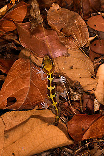 Ocelot gecko - full body, Kirindy Reserve, Madagascar Known by various other common names: Madagascar ground gecko, Malagasy fat-tailed gecko, fat-headed gecko, or panther gecko. 

Fat-headed does describe it best. We stumbled upon this in Kirindy at night when making way back to camp. It is a gecko that is able to climb, yet typically found in leaf litter.
https://www.jungledragon.com/image/83429/ocelot_gecko_-_closeup_kirindy_reserve_madagascar.html
https://www.jungledragon.com/image/83428/ocelot_gecko_-_head_kirindy_reserve_madagascar.html Africa,Kirindy Reserve,Madagascar,Madagascar 2019,Ocelot gecko,Paroedura picta,World