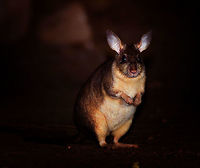 Malagasy giant rat - frontal closeup, Kirindy Reserve, Madagascar Here it is, the iconic Malagasy giant rat, a very rare and endangered mammal, Madagascar's largest rodent. They are restricted to a tiny range (Menabe region, about 20km&sup2;) with Kirindy being their main safe haven. Almost everything that is known about this nocturnal species comes from Kirindy's research.<br />
<br />
Despite their rarity, there's good odds to see some at Kirindy. One of their burrows is close to the reception and parking area. Several hours after sunset, they exit their burrow and make way to their territory which they obsessively mark with urine, feces, and scent gland secretions. They work as a couple, one of few rodent species in the world being sexually monogamous.<br />
<br />
Despite looking like a tiny kangaroo, they don't jump. They walk. Which is a ridiculous sight, like a blob with tiny legs. <br />
<br />
Because of their territorial nature, you can pretty much count on them to be in the same place every single night. They are absolutely terrified of light and will immediately flee the scene when shining a torch on them. The tactic to use is to therefore move close to them in full darkness, and anticipate the brief moment in which they are lit up. This still usually fails but once every few tries, they will be confused for a few seconds, stand up on their feet wondering where to go, and in that tiny moment, we managed to photographed them.<br />
<br />
Here's a video that makes me look like an idiot for contradicting all the behavior I just described:<br />
https://www.youtube.com/watch?v=Ikyjb_MG6Iw<br />
I do think I can explain it. That video is from 2015, when they still used the practice of luring them with rice. The individual on the video probably got used to that and became less fearful of people and light. The luring with food is unnecessary, they will come in any case.<br />
<br />
https://www.jungledragon.com/image/83452/malagasy_giant_rat_-_frontal_kirindy_reserve_madagascar.html<br />
https://www.jungledragon.com/image/83453/malagasy_giant_rat_-_side_view_kirindy_reserve_madagascar.html<br />
https://www.jungledragon.com/image/83451/malagasy_giant_rat_-_back_view_kirindy_reserve_madagascar.html<br />
 Africa,Geotagged,Hypogeomys antimena,Kirindy Reserve,Madagascar,Madagascar 2019,Malagasy giant rat,Winter,World