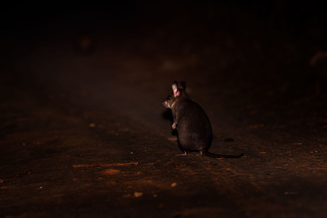Malagasy giant rat - back view, Kirindy Reserve, Madagascar Here it is, the iconic Malagasy giant rat, a very rare and endangered mammal, Madagascar's largest rodent. They are restricted to a tiny range (Menabe region, about 20km&sup2;) with Kirindy being their main safe haven. Almost everything that is known about this nocturnal species comes from Kirindy's research.<br />
<br />
Despite their rarity, there's good odds to see some at Kirindy. One of their burrows is close to the reception and parking area. Several hours after sunset, they exit their burrow and make way to their territory which they obsessively mark with urine, feces, and scent gland secretions. They work as a couple, one of few rodent species in the world being sexually monogamous.<br />
<br />
Despite looking like a tiny kangaroo, they don't jump. They walk. Which is a ridiculous sight, like a blob with tiny legs. <br />
<br />
Because of their territorial nature, you can pretty much count on them to be in the same place every single night. They are absolutely terrified of light and will immediately flee the scene when shining a torch on them. The tactic to use is to therefore move close to them in full darkness, and anticipate the brief moment in which they are lit up. This still usually fails but once every few tries, they will be confused for a few seconds, stand up on their feet wondering where to go, and in that tiny moment, we managed to photographed them.<br />
<br />
Here's a video that makes me look like an idiot for contradicting all the behavior I just described:<br />
<section class="video"><iframe width="448" height="282" src="https://www.youtube-nocookie.com/embed/Ikyjb_MG6Iw?hd=1&autoplay=0&rel=0" frameborder="0" allowfullscreen></iframe></section><br />
I do think I can explain it. That video is from 2015, when they still used the practice of luring them with rice. The individual on the video probably got used to that and became less fearful of people and light. The luring with food is unnecessary, they will come in any case.<br />
<br />
<figure class="photo"><a href="https://www.jungledragon.com/image/83452/malagasy_giant_rat_-_frontal_kirindy_reserve_madagascar.html" title="Malagasy giant rat - frontal, Kirindy Reserve, Madagascar"><img src="https://s3.amazonaws.com/media.jungledragon.com/images/2/83452_thumb.jpg?AWSAccessKeyId=05GMT0V3GWVNE7GGM1R2&Expires=1770854410&Signature=OwfVYjD6Dcn9CzMdxWkcQDxQQUU%3D" width="200" height="158" alt="Malagasy giant rat - frontal, Kirindy Reserve, Madagascar Here it is, the iconic Malagasy giant rat, a very rare and endangered mammal, Madagascar's largest rodent. They are restricted to a tiny range (Menabe region, about 20km&sup2;) with Kirindy being their main safe haven. Almost everything that is known about this nocturnal species comes from Kirindy's research.<br />
<br />
Despite their rarity, there's good odds to see some at Kirindy. One of their burrows is close to the reception and parking area. Several hours after sunset, they exit their burrow and make way to their territory which they obsessively mark with urine, feces, and scent gland secretions. They work as a couple, one of few rodent species in the world being sexually monogamous.<br />
<br />
Despite looking like a tiny kangaroo, they don't jump. They walk. Which is a ridiculous sight, like a blob with tiny legs. <br />
<br />
Because of their territorial nature, you can pretty much count on them to be in the same place every single night. They are absolutely terrified of light and will immediately flee the scene when shining a torch on them. The tactic to use is to therefore move close to them in full darkness, and anticipate the brief moment in which they are lit up. This still usually fails but once every few tries, they will be confused for a few seconds, stand up on their feet wondering where to go, and in that tiny moment, we managed to photographed them.<br />
<br />
Here's a video that makes me look like an idiot for contradicting all the behavior I just described:<br />
https://www.youtube.com/watch?v=Ikyjb_MG6Iw<br />
I do think I can explain it. That video is from 2015, when they still used the practice of luring them with rice. The individual on the video probably got used to that and became less fearful of people and light. The luring with food is unnecessary, they will come in any case.<br />
<br />
https://www.jungledragon.com/image/83450/malagasy_giant_rat_-_frontal_closeup_kirindy_reserve_madagascar.html<br />
https://www.jungledragon.com/image/83453/malagasy_giant_rat_-_side_view_kirindy_reserve_madagascar.html<br />
https://www.jungledragon.com/image/83451/malagasy_giant_rat_-_back_view_kirindy_reserve_madagascar.html<br />
 Africa,Geotagged,Hypogeomys antimena,Kirindy Reserve,Madagascar,Madagascar 2019,Malagasy giant rat,Winter,World" /></a></figure><br />
<figure class="photo"><a href="https://www.jungledragon.com/image/83450/malagasy_giant_rat_-_frontal_closeup_kirindy_reserve_madagascar.html" title="Malagasy giant rat - frontal closeup, Kirindy Reserve, Madagascar"><img src="https://s3.amazonaws.com/media.jungledragon.com/images/2/83450_thumb.jpg?AWSAccessKeyId=05GMT0V3GWVNE7GGM1R2&Expires=1770854410&Signature=vwLeONr8IbJlFWta1I7YEeqPUVI%3D" width="200" height="170" alt="Malagasy giant rat - frontal closeup, Kirindy Reserve, Madagascar Here it is, the iconic Malagasy giant rat, a very rare and endangered mammal, Madagascar's largest rodent. They are restricted to a tiny range (Menabe region, about 20km&sup2;) with Kirindy being their main safe haven. Almost everything that is known about this nocturnal species comes from Kirindy's research.<br />
<br />
Despite their rarity, there's good odds to see some at Kirindy. One of their burrows is close to the reception and parking area. Several hours after sunset, they exit their burrow and make way to their territory which they obsessively mark with urine, feces, and scent gland secretions. They work as a couple, one of few rodent species in the world being sexually monogamous.<br />
<br />
Despite looking like a tiny kangaroo, they don't jump. They walk. Which is a ridiculous sight, like a blob with tiny legs. <br />
<br />
Because of their territorial nature, you can pretty much count on them to be in the same place every single night. They are absolutely terrified of light and will immediately flee the scene when shining a torch on them. The tactic to use is to therefore move close to them in full darkness, and anticipate the brief moment in which they are lit up. This still usually fails but once every few tries, they will be confused for a few seconds, stand up on their feet wondering where to go, and in that tiny moment, we managed to photographed them.<br />
<br />
Here's a video that makes me look like an idiot for contradicting all the behavior I just described:<br />
https://www.youtube.com/watch?v=Ikyjb_MG6Iw<br />
I do think I can explain it. That video is from 2015, when they still used the practice of luring them with rice. The individual on the video probably got used to that and became less fearful of people and light. The luring with food is unnecessary, they will come in any case.<br />
<br />
https://www.jungledragon.com/image/83452/malagasy_giant_rat_-_frontal_kirindy_reserve_madagascar.html<br />
https://www.jungledragon.com/image/83453/malagasy_giant_rat_-_side_view_kirindy_reserve_madagascar.html<br />
https://www.jungledragon.com/image/83451/malagasy_giant_rat_-_back_view_kirindy_reserve_madagascar.html<br />
 Africa,Geotagged,Hypogeomys antimena,Kirindy Reserve,Madagascar,Madagascar 2019,Malagasy giant rat,Winter,World" /></a></figure><br />
<figure class="photo"><a href="https://www.jungledragon.com/image/83453/malagasy_giant_rat_-_side_view_kirindy_reserve_madagascar.html" title="Malagasy giant rat - side view, Kirindy Reserve, Madagascar"><img src="https://s3.amazonaws.com/media.jungledragon.com/images/2/83453_thumb.jpg?AWSAccessKeyId=05GMT0V3GWVNE7GGM1R2&Expires=1770854410&Signature=fa3J4PwmeosNCY4CTvUvPQSs35w%3D" width="200" height="134" alt="Malagasy giant rat - side view, Kirindy Reserve, Madagascar Here it is, the iconic Malagasy giant rat, a very rare and endangered mammal, Madagascar's largest rodent. They are restricted to a tiny range (Menabe region, about 20km&sup2;) with Kirindy being their main safe haven. Almost everything that is known about this nocturnal species comes from Kirindy's research.<br />
<br />
Despite their rarity, there's good odds to see some at Kirindy. One of their burrows is close to the reception and parking area. Several hours after sunset, they exit their burrow and make way to their territory which they obsessively mark with urine, feces, and scent gland secretions. They work as a couple, one of few rodent species in the world being sexually monogamous.<br />
<br />
Despite looking like a tiny kangaroo, they don't jump. They walk. Which is a ridiculous sight, like a blob with tiny legs. <br />
<br />
Because of their territorial nature, you can pretty much count on them to be in the same place every single night. They are absolutely terrified of light and will immediately flee the scene when shining a torch on them. The tactic to use is to therefore move close to them in full darkness, and anticipate the brief moment in which they are lit up. This still usually fails but once every few tries, they will be confused for a few seconds, stand up on their feet wondering where to go, and in that tiny moment, we managed to photographed them.<br />
<br />
Here's a video that makes me look like an idiot for contradicting all the behavior I just described:<br />
https://www.youtube.com/watch?v=Ikyjb_MG6Iw<br />
I do think I can explain it. That video is from 2015, when they still used the practice of luring them with rice. The individual on the video probably got used to that and became less fearful of people and light. The luring with food is unnecessary, they will come in any case.<br />
<br />
https://www.jungledragon.com/image/83452/malagasy_giant_rat_-_frontal_kirindy_reserve_madagascar.html<br />
https://www.jungledragon.com/image/83450/malagasy_giant_rat_-_frontal_closeup_kirindy_reserve_madagascar.html<br />
https://www.jungledragon.com/image/83451/malagasy_giant_rat_-_back_view_kirindy_reserve_madagascar.html<br />
 Africa,Geotagged,Hypogeomys antimena,Kirindy Reserve,Madagascar,Madagascar 2019,Malagasy giant rat,Winter,World" /></a></figure> Africa,Hypogeomys antimena,Kirindy Reserve,Madagascar,Madagascar 2019,Malagasy giant rat,World
