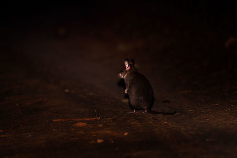 Malagasy giant rat - back view, Kirindy Reserve, Madagascar Here it is, the iconic Malagasy giant rat, a very rare and endangered mammal, Madagascar's largest rodent. They are restricted to a tiny range (Menabe region, about 20km²) with Kirindy being their main safe haven. Almost everything that is known about this nocturnal species comes from Kirindy's research.

Despite their rarity, there's good odds to see some at Kirindy. One of their burrows is close to the reception and parking area. Several hours after sunset, they exit their burrow and make way to their territory which they obsessively mark with urine, feces, and scent gland secretions. They work as a couple, one of few rodent species in the world being sexually monogamous.

Despite looking like a tiny kangaroo, they don't jump. They walk. Which is a ridiculous sight, like a blob with tiny legs. 

Because of their territorial nature, you can pretty much count on them to be in the same place every single night. They are absolutely terrified of light and will immediately flee the scene when shining a torch on them. The tactic to use is to therefore move close to them in full darkness, and anticipate the brief moment in which they are lit up. This still usually fails but once every few tries, they will be confused for a few seconds, stand up on their feet wondering where to go, and in that tiny moment, we managed to photographed them.

Here's a video that makes me look like an idiot for contradicting all the behavior I just described:
https://www.youtube.com/watch?v=Ikyjb_MG6Iw
I do think I can explain it. That video is from 2015, when they still used the practice of luring them with rice. The individual on the video probably got used to that and became less fearful of people and light. The luring with food is unnecessary, they will come in any case.

https://www.jungledragon.com/image/83452/malagasy_giant_rat_-_frontal_kirindy_reserve_madagascar.html
https://www.jungledragon.com/image/83450/malagasy_giant_rat_-_frontal_closeup_kirindy_reserve_madagascar.html
https://www.jungledragon.com/image/83453/malagasy_giant_rat_-_side_view_kirindy_reserve_madagascar.html Africa,Hypogeomys antimena,Kirindy Reserve,Madagascar,Madagascar 2019,Malagasy giant rat,World