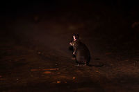 Malagasy giant rat - back view, Kirindy Reserve, Madagascar Here it is, the iconic Malagasy giant rat, a very rare and endangered mammal, Madagascar's largest rodent. They are restricted to a tiny range (Menabe region, about 20km²) with Kirindy being their main safe haven. Almost everything that is known about this nocturnal species comes from Kirindy's research.<br />
<br />
Despite their rarity, there's good odds to see some at Kirindy. One of their burrows is close to the reception and parking area. Several hours after sunset, they exit their burrow and make way to their territory which they obsessively mark with urine, feces, and scent gland secretions. They work as a couple, one of few rodent species in the world being sexually monogamous.<br />
<br />
Despite looking like a tiny kangaroo, they don't jump. They walk. Which is a ridiculous sight, like a blob with tiny legs. <br />
<br />
Because of their territorial nature, you can pretty much count on them to be in the same place every single night. They are absolutely terrified of light and will immediately flee the scene when shining a torch on them. The tactic to use is to therefore move close to them in full darkness, and anticipate the brief moment in which they are lit up. This still usually fails but once every few tries, they will be confused for a few seconds, stand up on their feet wondering where to go, and in that tiny moment, we managed to photographed them.<br />
<br />
Here's a video that makes me look like an idiot for contradicting all the behavior I just described:<br />
https://www.youtube.com/watch?v=Ikyjb_MG6Iw<br />
I do think I can explain it. That video is from 2015, when they still used the practice of luring them with rice. The individual on the video probably got used to that and became less fearful of people and light. The luring with food is unnecessary, they will come in any case.<br />
<br />
https://www.jungledragon.com/image/83452/malagasy_giant_rat_-_frontal_kirindy_reserve_madagascar.html<br />
https://www.jungledragon.com/image/83450/malagasy_giant_rat_-_frontal_closeup_kirindy_reserve_madagascar.html<br />
https://www.jungledragon.com/image/83453/malagasy_giant_rat_-_side_view_kirindy_reserve_madagascar.html Africa,Hypogeomys antimena,Kirindy Reserve,Madagascar,Madagascar 2019,Malagasy giant rat,World
