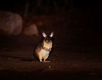 Malagasy giant rat - frontal, Kirindy Reserve, Madagascar Here it is, the iconic Malagasy giant rat, a very rare and endangered mammal, Madagascar's largest rodent. They are restricted to a tiny range (Menabe region, about 20km&sup2;) with Kirindy being their main safe haven. Almost everything that is known about this nocturnal species comes from Kirindy's research.<br />
<br />
Despite their rarity, there's good odds to see some at Kirindy. One of their burrows is close to the reception and parking area. Several hours after sunset, they exit their burrow and make way to their territory which they obsessively mark with urine, feces, and scent gland secretions. They work as a couple, one of few rodent species in the world being sexually monogamous.<br />
<br />
Despite looking like a tiny kangaroo, they don't jump. They walk. Which is a ridiculous sight, like a blob with tiny legs. <br />
<br />
Because of their territorial nature, you can pretty much count on them to be in the same place every single night. They are absolutely terrified of light and will immediately flee the scene when shining a torch on them. The tactic to use is to therefore move close to them in full darkness, and anticipate the brief moment in which they are lit up. This still usually fails but once every few tries, they will be confused for a few seconds, stand up on their feet wondering where to go, and in that tiny moment, we managed to photographed them.<br />
<br />
Here's a video that makes me look like an idiot for contradicting all the behavior I just described:<br />
https://www.youtube.com/watch?v=Ikyjb_MG6Iw<br />
I do think I can explain it. That video is from 2015, when they still used the practice of luring them with rice. The individual on the video probably got used to that and became less fearful of people and light. The luring with food is unnecessary, they will come in any case.<br />
<br />
https://www.jungledragon.com/image/83450/malagasy_giant_rat_-_frontal_closeup_kirindy_reserve_madagascar.html<br />
https://www.jungledragon.com/image/83453/malagasy_giant_rat_-_side_view_kirindy_reserve_madagascar.html<br />
https://www.jungledragon.com/image/83451/malagasy_giant_rat_-_back_view_kirindy_reserve_madagascar.html<br />
 Africa,Geotagged,Hypogeomys antimena,Kirindy Reserve,Madagascar,Madagascar 2019,Malagasy giant rat,Winter,World