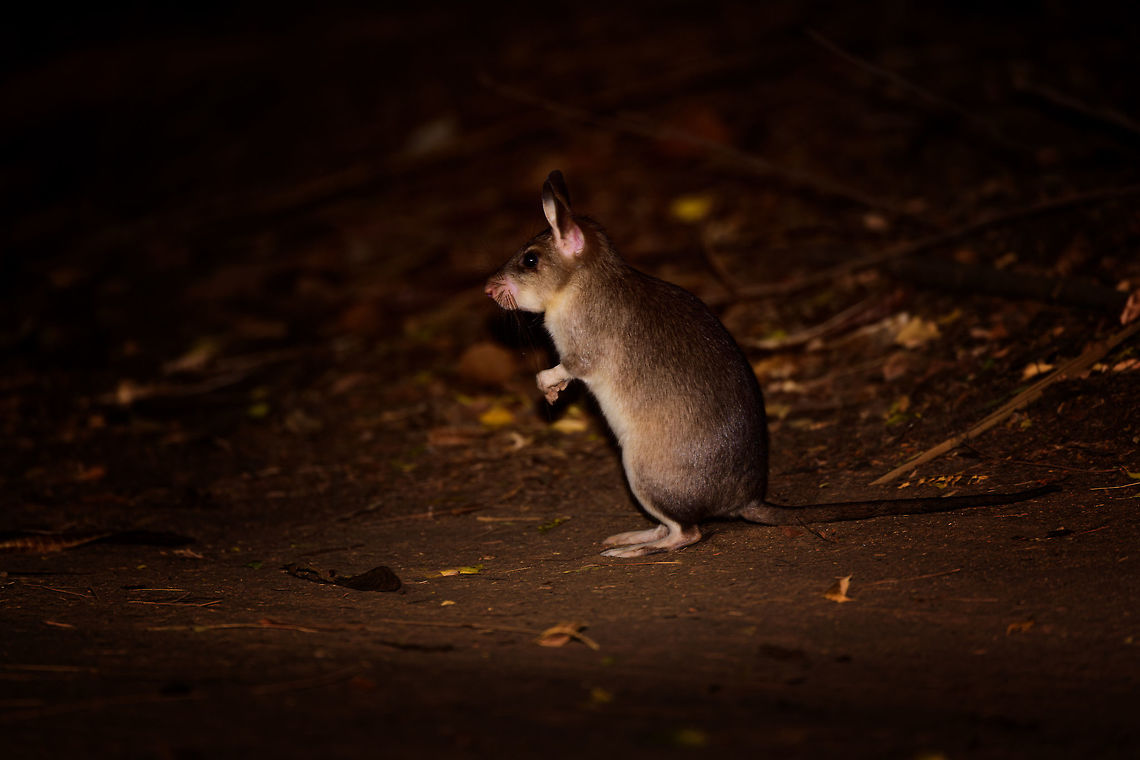 Malagasy giant rat - side view, Kirindy Reserve, Madagascar Here it is, the iconic Malagasy giant rat, a very rare and endangered mammal, Madagascar's largest rodent. They are restricted to a tiny range (Menabe region, about 20km&sup2;) with Kirindy being their main safe haven. Almost everything that is known about this nocturnal species comes from Kirindy's research.<br />
<br />
Despite their rarity, there's good odds to see some at Kirindy. One of their burrows is close to the reception and parking area. Several hours after sunset, they exit their burrow and make way to their territory which they obsessively mark with urine, feces, and scent gland secretions. They work as a couple, one of few rodent species in the world being sexually monogamous.<br />
<br />
Despite looking like a tiny kangaroo, they don't jump. They walk. Which is a ridiculous sight, like a blob with tiny legs. <br />
<br />
Because of their territorial nature, you can pretty much count on them to be in the same place every single night. They are absolutely terrified of light and will immediately flee the scene when shining a torch on them. The tactic to use is to therefore move close to them in full darkness, and anticipate the brief moment in which they are lit up. This still usually fails but once every few tries, they will be confused for a few seconds, stand up on their feet wondering where to go, and in that tiny moment, we managed to photographed them.<br />
<br />
Here's a video that makes me look like an idiot for contradicting all the behavior I just described:<br />
<section class="video"><iframe width="448" height="282" src="https://www.youtube-nocookie.com/embed/Ikyjb_MG6Iw?hd=1&autoplay=0&rel=0" frameborder="0" allowfullscreen></iframe></section><br />
I do think I can explain it. That video is from 2015, when they still used the practice of luring them with rice. The individual on the video probably got used to that and became less fearful of people and light. The luring with food is unnecessary, they will come in any case.<br />
<br />
<figure class="photo"><a href="https://www.jungledragon.com/image/83452/malagasy_giant_rat_-_frontal_kirindy_reserve_madagascar.html" title="Malagasy giant rat - frontal, Kirindy Reserve, Madagascar"><img src="https://s3.amazonaws.com/media.jungledragon.com/images/2/83452_thumb.jpg?AWSAccessKeyId=05GMT0V3GWVNE7GGM1R2&Expires=1770854410&Signature=OwfVYjD6Dcn9CzMdxWkcQDxQQUU%3D" width="200" height="158" alt="Malagasy giant rat - frontal, Kirindy Reserve, Madagascar Here it is, the iconic Malagasy giant rat, a very rare and endangered mammal, Madagascar's largest rodent. They are restricted to a tiny range (Menabe region, about 20km&sup2;) with Kirindy being their main safe haven. Almost everything that is known about this nocturnal species comes from Kirindy's research.<br />
<br />
Despite their rarity, there's good odds to see some at Kirindy. One of their burrows is close to the reception and parking area. Several hours after sunset, they exit their burrow and make way to their territory which they obsessively mark with urine, feces, and scent gland secretions. They work as a couple, one of few rodent species in the world being sexually monogamous.<br />
<br />
Despite looking like a tiny kangaroo, they don't jump. They walk. Which is a ridiculous sight, like a blob with tiny legs. <br />
<br />
Because of their territorial nature, you can pretty much count on them to be in the same place every single night. They are absolutely terrified of light and will immediately flee the scene when shining a torch on them. The tactic to use is to therefore move close to them in full darkness, and anticipate the brief moment in which they are lit up. This still usually fails but once every few tries, they will be confused for a few seconds, stand up on their feet wondering where to go, and in that tiny moment, we managed to photographed them.<br />
<br />
Here's a video that makes me look like an idiot for contradicting all the behavior I just described:<br />
https://www.youtube.com/watch?v=Ikyjb_MG6Iw<br />
I do think I can explain it. That video is from 2015, when they still used the practice of luring them with rice. The individual on the video probably got used to that and became less fearful of people and light. The luring with food is unnecessary, they will come in any case.<br />
<br />
https://www.jungledragon.com/image/83450/malagasy_giant_rat_-_frontal_closeup_kirindy_reserve_madagascar.html<br />
https://www.jungledragon.com/image/83453/malagasy_giant_rat_-_side_view_kirindy_reserve_madagascar.html<br />
https://www.jungledragon.com/image/83451/malagasy_giant_rat_-_back_view_kirindy_reserve_madagascar.html<br />
 Africa,Geotagged,Hypogeomys antimena,Kirindy Reserve,Madagascar,Madagascar 2019,Malagasy giant rat,Winter,World" /></a></figure><br />
<figure class="photo"><a href="https://www.jungledragon.com/image/83450/malagasy_giant_rat_-_frontal_closeup_kirindy_reserve_madagascar.html" title="Malagasy giant rat - frontal closeup, Kirindy Reserve, Madagascar"><img src="https://s3.amazonaws.com/media.jungledragon.com/images/2/83450_thumb.jpg?AWSAccessKeyId=05GMT0V3GWVNE7GGM1R2&Expires=1770854410&Signature=vwLeONr8IbJlFWta1I7YEeqPUVI%3D" width="200" height="170" alt="Malagasy giant rat - frontal closeup, Kirindy Reserve, Madagascar Here it is, the iconic Malagasy giant rat, a very rare and endangered mammal, Madagascar's largest rodent. They are restricted to a tiny range (Menabe region, about 20km&sup2;) with Kirindy being their main safe haven. Almost everything that is known about this nocturnal species comes from Kirindy's research.<br />
<br />
Despite their rarity, there's good odds to see some at Kirindy. One of their burrows is close to the reception and parking area. Several hours after sunset, they exit their burrow and make way to their territory which they obsessively mark with urine, feces, and scent gland secretions. They work as a couple, one of few rodent species in the world being sexually monogamous.<br />
<br />
Despite looking like a tiny kangaroo, they don't jump. They walk. Which is a ridiculous sight, like a blob with tiny legs. <br />
<br />
Because of their territorial nature, you can pretty much count on them to be in the same place every single night. They are absolutely terrified of light and will immediately flee the scene when shining a torch on them. The tactic to use is to therefore move close to them in full darkness, and anticipate the brief moment in which they are lit up. This still usually fails but once every few tries, they will be confused for a few seconds, stand up on their feet wondering where to go, and in that tiny moment, we managed to photographed them.<br />
<br />
Here's a video that makes me look like an idiot for contradicting all the behavior I just described:<br />
https://www.youtube.com/watch?v=Ikyjb_MG6Iw<br />
I do think I can explain it. That video is from 2015, when they still used the practice of luring them with rice. The individual on the video probably got used to that and became less fearful of people and light. The luring with food is unnecessary, they will come in any case.<br />
<br />
https://www.jungledragon.com/image/83452/malagasy_giant_rat_-_frontal_kirindy_reserve_madagascar.html<br />
https://www.jungledragon.com/image/83453/malagasy_giant_rat_-_side_view_kirindy_reserve_madagascar.html<br />
https://www.jungledragon.com/image/83451/malagasy_giant_rat_-_back_view_kirindy_reserve_madagascar.html<br />
 Africa,Geotagged,Hypogeomys antimena,Kirindy Reserve,Madagascar,Madagascar 2019,Malagasy giant rat,Winter,World" /></a></figure><br />
<figure class="photo"><a href="https://www.jungledragon.com/image/83451/malagasy_giant_rat_-_back_view_kirindy_reserve_madagascar.html" title="Malagasy giant rat - back view, Kirindy Reserve, Madagascar"><img src="https://s3.amazonaws.com/media.jungledragon.com/images/2/83451_thumb.jpg?AWSAccessKeyId=05GMT0V3GWVNE7GGM1R2&Expires=1770854410&Signature=YbQG8bUNpUwZlWauQFlB4dCwK4g%3D" width="200" height="134" alt="Malagasy giant rat - back view, Kirindy Reserve, Madagascar Here it is, the iconic Malagasy giant rat, a very rare and endangered mammal, Madagascar's largest rodent. They are restricted to a tiny range (Menabe region, about 20km&sup2;) with Kirindy being their main safe haven. Almost everything that is known about this nocturnal species comes from Kirindy's research.<br />
<br />
Despite their rarity, there's good odds to see some at Kirindy. One of their burrows is close to the reception and parking area. Several hours after sunset, they exit their burrow and make way to their territory which they obsessively mark with urine, feces, and scent gland secretions. They work as a couple, one of few rodent species in the world being sexually monogamous.<br />
<br />
Despite looking like a tiny kangaroo, they don't jump. They walk. Which is a ridiculous sight, like a blob with tiny legs. <br />
<br />
Because of their territorial nature, you can pretty much count on them to be in the same place every single night. They are absolutely terrified of light and will immediately flee the scene when shining a torch on them. The tactic to use is to therefore move close to them in full darkness, and anticipate the brief moment in which they are lit up. This still usually fails but once every few tries, they will be confused for a few seconds, stand up on their feet wondering where to go, and in that tiny moment, we managed to photographed them.<br />
<br />
Here's a video that makes me look like an idiot for contradicting all the behavior I just described:<br />
https://www.youtube.com/watch?v=Ikyjb_MG6Iw<br />
I do think I can explain it. That video is from 2015, when they still used the practice of luring them with rice. The individual on the video probably got used to that and became less fearful of people and light. The luring with food is unnecessary, they will come in any case.<br />
<br />
https://www.jungledragon.com/image/83452/malagasy_giant_rat_-_frontal_kirindy_reserve_madagascar.html<br />
https://www.jungledragon.com/image/83450/malagasy_giant_rat_-_frontal_closeup_kirindy_reserve_madagascar.html<br />
https://www.jungledragon.com/image/83453/malagasy_giant_rat_-_side_view_kirindy_reserve_madagascar.html Africa,Hypogeomys antimena,Kirindy Reserve,Madagascar,Madagascar 2019,Malagasy giant rat,World" /></a></figure><br />
 Africa,Geotagged,Hypogeomys antimena,Kirindy Reserve,Madagascar,Madagascar 2019,Malagasy giant rat,Winter,World