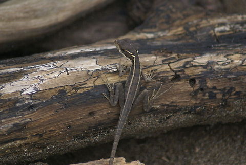 Camouflaged lizard at Costa Rica beach This small lizard was sitting on a trunk that washed on shore of a Costa Rica beach. Basiliscus vittatus,Beach,Brown Basilisk,Camouflage,Costa Rica,Lizard,Reptiles,Squamata