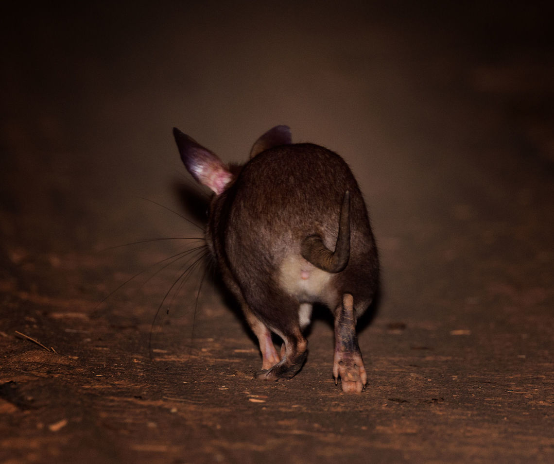 Malagasy giant rat - hind, Kirindy Reserve, Madagascar I figured to add this shot of a Malagasy giant rat running away from us, as I don&#039;t think we&#039;ll often get to see the underside of their enormous feet. The photo also shows how they run on four, they don&#039;t jump. Full observation here:<br />
<figure class="photo"><a href="https://www.jungledragon.com/image/83452/malagasy_giant_rat_-_frontal_kirindy_reserve_madagascar.html" title="Malagasy giant rat - frontal, Kirindy Reserve, Madagascar"><img src="https://s3.amazonaws.com/media.jungledragon.com/images/2/83452_thumb.jpg?AWSAccessKeyId=05GMT0V3GWVNE7GGM1R2&Expires=1767225610&Signature=Y8ZJuwHJB%2FYwwvXskhHH0ju0TJQ%3D" width="200" height="158" alt="Malagasy giant rat - frontal, Kirindy Reserve, Madagascar Here it is, the iconic Malagasy giant rat, a very rare and endangered mammal, Madagascar&#039;s largest rodent. They are restricted to a tiny range (Menabe region, about 20km&sup2;) with Kirindy being their main safe haven. Almost everything that is known about this nocturnal species comes from Kirindy&#039;s research.<br />
<br />
Despite their rarity, there&#039;s good odds to see some at Kirindy. One of their burrows is close to the reception and parking area. Several hours after sunset, they exit their burrow and make way to their territory which they obsessively mark with urine, feces, and scent gland secretions. They work as a couple, one of few rodent species in the world being sexually monogamous.<br />
<br />
Despite looking like a tiny kangaroo, they don&#039;t jump. They walk. Which is a ridiculous sight, like a blob with tiny legs. <br />
<br />
Because of their territorial nature, you can pretty much count on them to be in the same place every single night. They are absolutely terrified of light and will immediately flee the scene when shining a torch on them. The tactic to use is to therefore move close to them in full darkness, and anticipate the brief moment in which they are lit up. This still usually fails but once every few tries, they will be confused for a few seconds, stand up on their feet wondering where to go, and in that tiny moment, we managed to photographed them.<br />
<br />
Here&#039;s a video that makes me look like an idiot for contradicting all the behavior I just described:<br />
https://www.youtube.com/watch?v=Ikyjb_MG6Iw<br />
I do think I can explain it. That video is from 2015, when they still used the practice of luring them with rice. The individual on the video probably got used to that and became less fearful of people and light. The luring with food is unnecessary, they will come in any case.<br />
<br />
https://www.jungledragon.com/image/83450/malagasy_giant_rat_-_frontal_closeup_kirindy_reserve_madagascar.html<br />
https://www.jungledragon.com/image/83453/malagasy_giant_rat_-_side_view_kirindy_reserve_madagascar.html<br />
https://www.jungledragon.com/image/83451/malagasy_giant_rat_-_back_view_kirindy_reserve_madagascar.html<br />
 Africa,Geotagged,Hypogeomys antimena,Kirindy Reserve,Madagascar,Madagascar 2019,Malagasy giant rat,Winter,World" /></a></figure> Africa,Geotagged,Hypogeomys antimena,Kirindy Reserve,Madagascar,Madagascar 2019,Malagasy giant rat,Winter,World