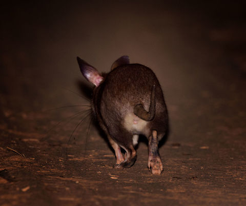 Malagasy giant rat - hind, Kirindy Reserve, Madagascar I figured to add this shot of a Malagasy giant rat running away from us, as I don't think we'll often get to see the underside of their enormous feet. The photo also shows how they run on four, they don't jump. Full observation here:
https://www.jungledragon.com/image/83452/malagasy_giant_rat_-_frontal_kirindy_reserve_madagascar.html Africa,Geotagged,Hypogeomys antimena,Kirindy Reserve,Madagascar,Madagascar 2019,Malagasy giant rat,Winter,World