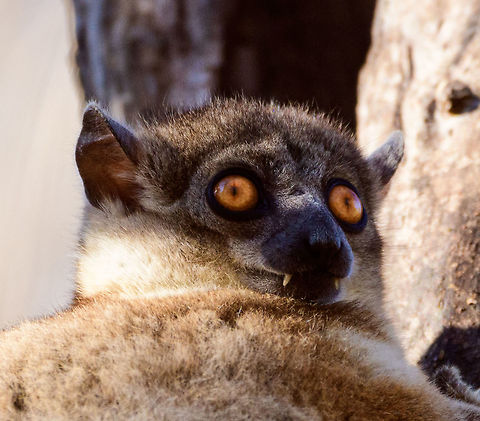 Red-tailed sportive lemur - face, Kirindy Reserve, Madagascar A new day in Kirindy where on our last (morning) hike we had another meeting with this Red-tailed sportive lemur. I figured it would be rude to not photograph it again so here comes a final series.
https://www.jungledragon.com/image/83529/red-tailed_sportive_lemur_-_hanging_kirindy_reserve_madagascar.html
https://www.jungledragon.com/image/83528/red-tailed_sportive_lemur_-_eye_contact_kirindy_reserve_madagascar.html
https://www.jungledragon.com/image/83527/red-tailed_sportive_lemur_-_scanning_kirindy_reserve_madagascar.html
https://www.jungledragon.com/image/83526/red-tailed_sportive_lemur_-_closeup_kirindy_reserve_madagascar.html Africa,Geotagged,Kirindy Reserve,Lepilemur ruficaudatus,Madagascar,Madagascar 2019,Red-tailed sportive lemur,Winter,World