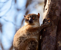 Red-tailed sportive lemur - closeup, Kirindy Reserve, Madagascar A new day in Kirindy where on our last (morning) hike we had another meeting with this Red-tailed sportive lemur. I figured it would be rude to not photograph it again so here comes a final series.<br />
https://www.jungledragon.com/image/83529/red-tailed_sportive_lemur_-_hanging_kirindy_reserve_madagascar.html<br />
https://www.jungledragon.com/image/83528/red-tailed_sportive_lemur_-_eye_contact_kirindy_reserve_madagascar.html<br />
https://www.jungledragon.com/image/83527/red-tailed_sportive_lemur_-_scanning_kirindy_reserve_madagascar.html<br />
https://www.jungledragon.com/image/83525/red-tailed_sportive_lemur_-_face_kirindy_reserve_madagascar.html Africa,Geotagged,Kirindy Reserve,Lepilemur ruficaudatus,Madagascar,Madagascar 2019,Red-tailed sportive lemur,Winter,World