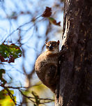 Red-tailed sportive lemur - scanning, Kirindy Reserve, Madagascar A new day in Kirindy where on our last (morning) hike we had another meeting with this Red-tailed sportive lemur. I figured it would be rude to not photograph it again so here comes a final series.<br />
https://www.jungledragon.com/image/83529/red-tailed_sportive_lemur_-_hanging_kirindy_reserve_madagascar.html<br />
https://www.jungledragon.com/image/83528/red-tailed_sportive_lemur_-_eye_contact_kirindy_reserve_madagascar.html<br />
https://www.jungledragon.com/image/83526/red-tailed_sportive_lemur_-_closeup_kirindy_reserve_madagascar.html<br />
https://www.jungledragon.com/image/83525/red-tailed_sportive_lemur_-_face_kirindy_reserve_madagascar.html Africa,Geotagged,Kirindy Reserve,Lepilemur ruficaudatus,Madagascar,Madagascar 2019,Red-tailed sportive lemur,Winter,World