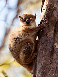 Red-tailed sportive lemur - eye contact, Kirindy Reserve, Madagascar A new day in Kirindy where on our last (morning) hike we had another meeting with this Red-tailed sportive lemur. I figured it would be rude to not photograph it again so here comes a final series.<br />
https://www.jungledragon.com/image/83529/red-tailed_sportive_lemur_-_hanging_kirindy_reserve_madagascar.html<br />
https://www.jungledragon.com/image/83527/red-tailed_sportive_lemur_-_scanning_kirindy_reserve_madagascar.html<br />
https://www.jungledragon.com/image/83526/red-tailed_sportive_lemur_-_closeup_kirindy_reserve_madagascar.html<br />
https://www.jungledragon.com/image/83525/red-tailed_sportive_lemur_-_face_kirindy_reserve_madagascar.html Africa,Geotagged,Kirindy Reserve,Lepilemur ruficaudatus,Madagascar,Madagascar 2019,Red-tailed sportive lemur,Winter,World