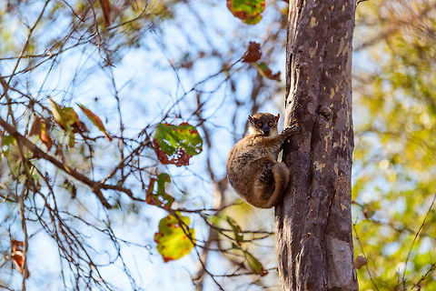 Red-tailed sportive lemur - hanging, Kirindy Reserve, Madagascar A new day in Kirindy where on our last (morning) hike we had another meeting with this Red-tailed sportive lemur. I figured it would be rude to not photograph it again so here comes a final series.
https://www.jungledragon.com/image/83528/red-tailed_sportive_lemur_-_eye_contact_kirindy_reserve_madagascar.html
https://www.jungledragon.com/image/83527/red-tailed_sportive_lemur_-_scanning_kirindy_reserve_madagascar.html
https://www.jungledragon.com/image/83526/red-tailed_sportive_lemur_-_closeup_kirindy_reserve_madagascar.html
https://www.jungledragon.com/image/83525/red-tailed_sportive_lemur_-_face_kirindy_reserve_madagascar.html Africa,Geotagged,Kirindy Reserve,Lepilemur ruficaudatus,Madagascar,Madagascar 2019,Red-tailed sportive lemur,Winter,World