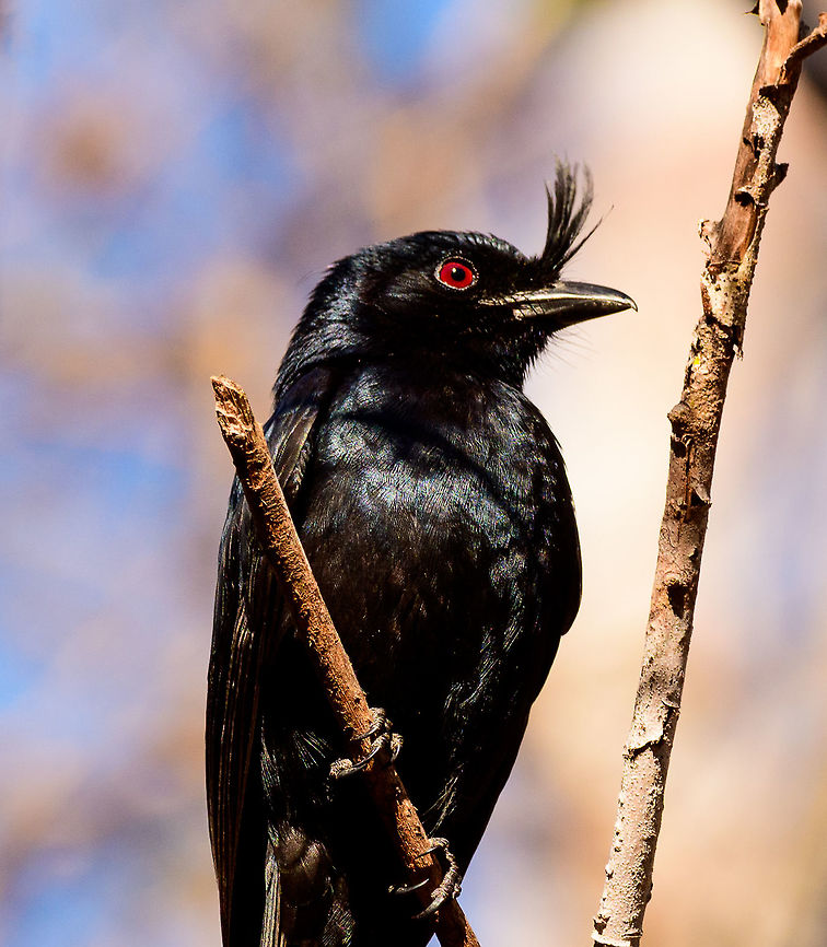 Madagascar Crested Drongo - closeup, Kirindy Reserve, Madagascar A common bird in Madagascar, easy to recognize by its crest and forked tail. It is locally sometimes called the &quot;King of Birds&quot;, referring to its aggressive behavior where it mobs large birds and even mammals. Birders may know it as a source of frequent disappointment. This bird has an incredible array of vocalizations, some of which sound exactly like other birds. So often a tedious and long effort may result in....&quot;oh, it&#039;s only a **** drongo&quot;.<br />
<br />
Mess with the crest, suffer like the rest.<br />
<figure class="photo"><a href="https://www.jungledragon.com/image/83532/madagascar_crested_drongo_kirindy_reserve_madagascar.html" title="Madagascar Crested Drongo, Kirindy Reserve, Madagascar"><img src="https://s3.amazonaws.com/media.jungledragon.com/images/2/83532_thumb.jpg?AWSAccessKeyId=05GMT0V3GWVNE7GGM1R2&Expires=1759968010&Signature=IKPMsY94Tyjq63PbKmd18qVCmPM%3D" width="102" height="152" alt="Madagascar Crested Drongo, Kirindy Reserve, Madagascar A common bird in Madagascar, easy to recognize by its crest and forked tail. It is locally sometimes called the &quot;King of Birds&quot;, referring to its aggressive behavior where it mobs large birds and even mammals. Birders may know it as a source of frequent disappointment. This bird has an incredible array of vocalizations, some of which sound exactly like other birds. So often a tedious and long effort may result in....&quot;oh, it&#039;s only a **** drongo&quot;.<br />
<br />
Mess with the crest, suffer like the rest.<br />
https://www.jungledragon.com/image/83531/madagascar_crested_drongo_-_closeup_kirindy_reserve_madagascar.html<br />
https://www.jungledragon.com/image/83533/madagascar_crested_drongo_-_perched_kirindy_reserve_madagascar.html Africa,Crested drongo,Dicrurus forficatus,Kirindy Reserve,Madagascar,Madagascar 2019,World" /></a></figure><br />
<figure class="photo"><a href="https://www.jungledragon.com/image/83533/madagascar_crested_drongo_-_perched_kirindy_reserve_madagascar.html" title="Madagascar Crested Drongo - perched, Kirindy Reserve, Madagascar"><img src="https://s3.amazonaws.com/media.jungledragon.com/images/2/83533_thumb.jpg?AWSAccessKeyId=05GMT0V3GWVNE7GGM1R2&Expires=1759968010&Signature=RAFJZThl3gQZkVlg27Y8hFUTRC8%3D" width="200" height="132" alt="Madagascar Crested Drongo - perched, Kirindy Reserve, Madagascar A common bird in Madagascar, easy to recognize by its crest and forked tail. It is locally sometimes called the &quot;King of Birds&quot;, referring to its aggressive behavior where it mobs large birds and even mammals. Birders may know it as a source of frequent disappointment. This bird has an incredible array of vocalizations, some of which sound exactly like other birds. So often a tedious and long effort may result in....&quot;oh, it&#039;s only a **** drongo&quot;.<br />
<br />
Mess with the crest, suffer like the rest.<br />
https://www.jungledragon.com/image/83531/madagascar_crested_drongo_-_closeup_kirindy_reserve_madagascar.html<br />
https://www.jungledragon.com/image/83532/madagascar_crested_drongo_kirindy_reserve_madagascar.html Africa,Crested drongo,Dicrurus forficatus,Geotagged,Kirindy Reserve,Madagascar,Madagascar 2019,Winter,World" /></a></figure> Africa,Crested drongo,Dicrurus forficatus,Geotagged,Kirindy Reserve,Madagascar,Madagascar 2019,Winter,World