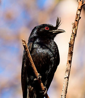Madagascar Crested Drongo - closeup, Kirindy Reserve, Madagascar A common bird in Madagascar, easy to recognize by its crest and forked tail. It is locally sometimes called the "King of Birds", referring to its aggressive behavior where it mobs large birds and even mammals. Birders may know it as a source of frequent disappointment. This bird has an incredible array of vocalizations, some of which sound exactly like other birds. So often a tedious and long effort may result in...."oh, it's only a **** drongo".

Mess with the crest, suffer like the rest.
https://www.jungledragon.com/image/83532/madagascar_crested_drongo_kirindy_reserve_madagascar.html
https://www.jungledragon.com/image/83533/madagascar_crested_drongo_-_perched_kirindy_reserve_madagascar.html Africa,Crested drongo,Dicrurus forficatus,Geotagged,Kirindy Reserve,Madagascar,Madagascar 2019,Winter,World