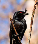 Madagascar Crested Drongo - closeup, Kirindy Reserve, Madagascar A common bird in Madagascar, easy to recognize by its crest and forked tail. It is locally sometimes called the "King of Birds", referring to its aggressive behavior where it mobs large birds and even mammals. Birders may know it as a source of frequent disappointment. This bird has an incredible array of vocalizations, some of which sound exactly like other birds. So often a tedious and long effort may result in...."oh, it's only a **** drongo".<br />
<br />
Mess with the crest, suffer like the rest.<br />
https://www.jungledragon.com/image/83532/madagascar_crested_drongo_kirindy_reserve_madagascar.html<br />
https://www.jungledragon.com/image/83533/madagascar_crested_drongo_-_perched_kirindy_reserve_madagascar.html Africa,Crested drongo,Dicrurus forficatus,Geotagged,Kirindy Reserve,Madagascar,Madagascar 2019,Winter,World