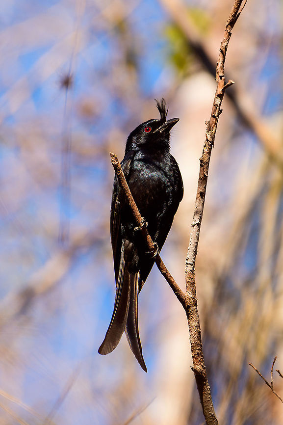 Madagascar Crested Drongo, Kirindy Reserve, Madagascar A common bird in Madagascar, easy to recognize by its crest and forked tail. It is locally sometimes called the "King of Birds", referring to its aggressive behavior where it mobs large birds and even mammals. Birders may know it as a source of frequent disappointment. This bird has an incredible array of vocalizations, some of which sound exactly like other birds. So often a tedious and long effort may result in...."oh, it's only a **** drongo".<br />
<br />
Mess with the crest, suffer like the rest.<br />
<figure class="photo"><a href="https://www.jungledragon.com/image/83531/madagascar_crested_drongo_-_closeup_kirindy_reserve_madagascar.html" title="Madagascar Crested Drongo - closeup, Kirindy Reserve, Madagascar"><img src="https://s3.amazonaws.com/media.jungledragon.com/images/2/83531_thumb.jpg?AWSAccessKeyId=05GMT0V3GWVNE7GGM1R2&Expires=1759968010&Signature=LQnMf9WOdhX865YQa0vozplq0Yo%3D" width="134" height="152" alt="Madagascar Crested Drongo - closeup, Kirindy Reserve, Madagascar A common bird in Madagascar, easy to recognize by its crest and forked tail. It is locally sometimes called the "King of Birds", referring to its aggressive behavior where it mobs large birds and even mammals. Birders may know it as a source of frequent disappointment. This bird has an incredible array of vocalizations, some of which sound exactly like other birds. So often a tedious and long effort may result in...."oh, it's only a **** drongo".<br />
<br />
Mess with the crest, suffer like the rest.<br />
https://www.jungledragon.com/image/83532/madagascar_crested_drongo_kirindy_reserve_madagascar.html<br />
https://www.jungledragon.com/image/83533/madagascar_crested_drongo_-_perched_kirindy_reserve_madagascar.html Africa,Crested drongo,Dicrurus forficatus,Geotagged,Kirindy Reserve,Madagascar,Madagascar 2019,Winter,World" /></a></figure><br />
<figure class="photo"><a href="https://www.jungledragon.com/image/83533/madagascar_crested_drongo_-_perched_kirindy_reserve_madagascar.html" title="Madagascar Crested Drongo - perched, Kirindy Reserve, Madagascar"><img src="https://s3.amazonaws.com/media.jungledragon.com/images/2/83533_thumb.jpg?AWSAccessKeyId=05GMT0V3GWVNE7GGM1R2&Expires=1759968010&Signature=RAFJZThl3gQZkVlg27Y8hFUTRC8%3D" width="200" height="132" alt="Madagascar Crested Drongo - perched, Kirindy Reserve, Madagascar A common bird in Madagascar, easy to recognize by its crest and forked tail. It is locally sometimes called the "King of Birds", referring to its aggressive behavior where it mobs large birds and even mammals. Birders may know it as a source of frequent disappointment. This bird has an incredible array of vocalizations, some of which sound exactly like other birds. So often a tedious and long effort may result in...."oh, it's only a **** drongo".<br />
<br />
Mess with the crest, suffer like the rest.<br />
https://www.jungledragon.com/image/83531/madagascar_crested_drongo_-_closeup_kirindy_reserve_madagascar.html<br />
https://www.jungledragon.com/image/83532/madagascar_crested_drongo_kirindy_reserve_madagascar.html Africa,Crested drongo,Dicrurus forficatus,Geotagged,Kirindy Reserve,Madagascar,Madagascar 2019,Winter,World" /></a></figure> Africa,Crested drongo,Dicrurus forficatus,Kirindy Reserve,Madagascar,Madagascar 2019,World