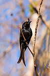 Madagascar Crested Drongo, Kirindy Reserve, Madagascar A common bird in Madagascar, easy to recognize by its crest and forked tail. It is locally sometimes called the "King of Birds", referring to its aggressive behavior where it mobs large birds and even mammals. Birders may know it as a source of frequent disappointment. This bird has an incredible array of vocalizations, some of which sound exactly like other birds. So often a tedious and long effort may result in...."oh, it's only a **** drongo".<br />
<br />
Mess with the crest, suffer like the rest.<br />
https://www.jungledragon.com/image/83531/madagascar_crested_drongo_-_closeup_kirindy_reserve_madagascar.html<br />
https://www.jungledragon.com/image/83533/madagascar_crested_drongo_-_perched_kirindy_reserve_madagascar.html Africa,Crested drongo,Dicrurus forficatus,Kirindy Reserve,Madagascar,Madagascar 2019,World