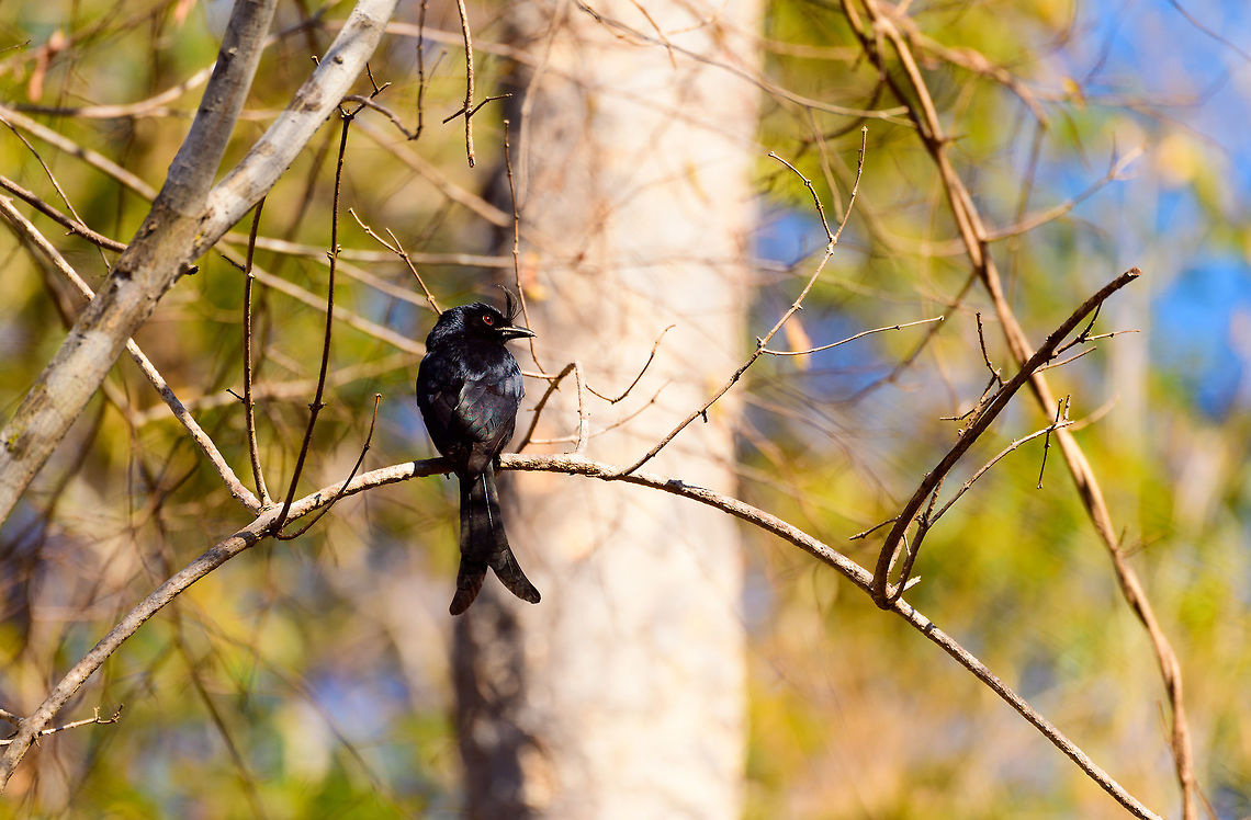 Madagascar Crested Drongo - perched, Kirindy Reserve, Madagascar A common bird in Madagascar, easy to recognize by its crest and forked tail. It is locally sometimes called the &quot;King of Birds&quot;, referring to its aggressive behavior where it mobs large birds and even mammals. Birders may know it as a source of frequent disappointment. This bird has an incredible array of vocalizations, some of which sound exactly like other birds. So often a tedious and long effort may result in....&quot;oh, it&#039;s only a **** drongo&quot;.<br />
<br />
Mess with the crest, suffer like the rest.<br />
<figure class="photo"><a href="https://www.jungledragon.com/image/83531/madagascar_crested_drongo_-_closeup_kirindy_reserve_madagascar.html" title="Madagascar Crested Drongo - closeup, Kirindy Reserve, Madagascar"><img src="https://s3.amazonaws.com/media.jungledragon.com/images/2/83531_thumb.jpg?AWSAccessKeyId=05GMT0V3GWVNE7GGM1R2&Expires=1759968010&Signature=LQnMf9WOdhX865YQa0vozplq0Yo%3D" width="134" height="152" alt="Madagascar Crested Drongo - closeup, Kirindy Reserve, Madagascar A common bird in Madagascar, easy to recognize by its crest and forked tail. It is locally sometimes called the &quot;King of Birds&quot;, referring to its aggressive behavior where it mobs large birds and even mammals. Birders may know it as a source of frequent disappointment. This bird has an incredible array of vocalizations, some of which sound exactly like other birds. So often a tedious and long effort may result in....&quot;oh, it&#039;s only a **** drongo&quot;.<br />
<br />
Mess with the crest, suffer like the rest.<br />
https://www.jungledragon.com/image/83532/madagascar_crested_drongo_kirindy_reserve_madagascar.html<br />
https://www.jungledragon.com/image/83533/madagascar_crested_drongo_-_perched_kirindy_reserve_madagascar.html Africa,Crested drongo,Dicrurus forficatus,Geotagged,Kirindy Reserve,Madagascar,Madagascar 2019,Winter,World" /></a></figure><br />
<figure class="photo"><a href="https://www.jungledragon.com/image/83532/madagascar_crested_drongo_kirindy_reserve_madagascar.html" title="Madagascar Crested Drongo, Kirindy Reserve, Madagascar"><img src="https://s3.amazonaws.com/media.jungledragon.com/images/2/83532_thumb.jpg?AWSAccessKeyId=05GMT0V3GWVNE7GGM1R2&Expires=1759968010&Signature=IKPMsY94Tyjq63PbKmd18qVCmPM%3D" width="102" height="152" alt="Madagascar Crested Drongo, Kirindy Reserve, Madagascar A common bird in Madagascar, easy to recognize by its crest and forked tail. It is locally sometimes called the &quot;King of Birds&quot;, referring to its aggressive behavior where it mobs large birds and even mammals. Birders may know it as a source of frequent disappointment. This bird has an incredible array of vocalizations, some of which sound exactly like other birds. So often a tedious and long effort may result in....&quot;oh, it&#039;s only a **** drongo&quot;.<br />
<br />
Mess with the crest, suffer like the rest.<br />
https://www.jungledragon.com/image/83531/madagascar_crested_drongo_-_closeup_kirindy_reserve_madagascar.html<br />
https://www.jungledragon.com/image/83533/madagascar_crested_drongo_-_perched_kirindy_reserve_madagascar.html Africa,Crested drongo,Dicrurus forficatus,Kirindy Reserve,Madagascar,Madagascar 2019,World" /></a></figure> Africa,Crested drongo,Dicrurus forficatus,Geotagged,Kirindy Reserve,Madagascar,Madagascar 2019,Winter,World