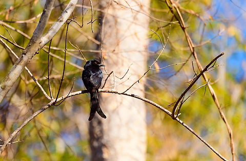 Madagascar Crested Drongo - perched, Kirindy Reserve, Madagascar A common bird in Madagascar, easy to recognize by its crest and forked tail. It is locally sometimes called the "King of Birds", referring to its aggressive behavior where it mobs large birds and even mammals. Birders may know it as a source of frequent disappointment. This bird has an incredible array of vocalizations, some of which sound exactly like other birds. So often a tedious and long effort may result in...."oh, it's only a **** drongo".

Mess with the crest, suffer like the rest.
https://www.jungledragon.com/image/83531/madagascar_crested_drongo_-_closeup_kirindy_reserve_madagascar.html
https://www.jungledragon.com/image/83532/madagascar_crested_drongo_kirindy_reserve_madagascar.html Africa,Crested drongo,Dicrurus forficatus,Geotagged,Kirindy Reserve,Madagascar,Madagascar 2019,Winter,World