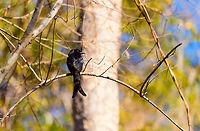 Madagascar Crested Drongo - perched, Kirindy Reserve, Madagascar A common bird in Madagascar, easy to recognize by its crest and forked tail. It is locally sometimes called the "King of Birds", referring to its aggressive behavior where it mobs large birds and even mammals. Birders may know it as a source of frequent disappointment. This bird has an incredible array of vocalizations, some of which sound exactly like other birds. So often a tedious and long effort may result in...."oh, it's only a **** drongo".<br />
<br />
Mess with the crest, suffer like the rest.<br />
https://www.jungledragon.com/image/83531/madagascar_crested_drongo_-_closeup_kirindy_reserve_madagascar.html<br />
https://www.jungledragon.com/image/83532/madagascar_crested_drongo_kirindy_reserve_madagascar.html Africa,Crested drongo,Dicrurus forficatus,Geotagged,Kirindy Reserve,Madagascar,Madagascar 2019,Winter,World