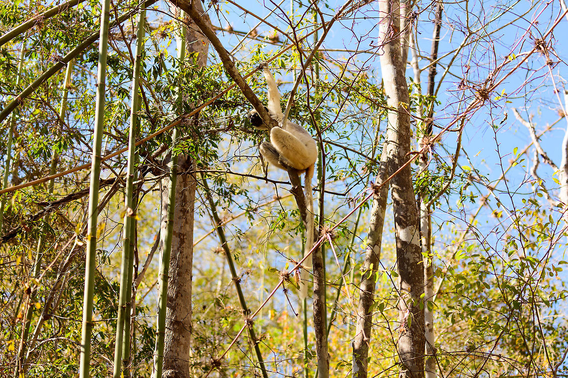 Verreauxs sifaka - leaper, Kirindy Reserve, Madagascar From this angle you can see how much their legs are folded up when sitting in trees. When unfolded, they are capable of incredible jumps, up to 10m in distance. It is this optimization for vertical leaps and life in trees that causes their weird and famous ground level locomotion seen here:<br />
https://en.wikipedia.org/wiki/Verreaux&#039;s_sifaka#/media/File:Verreaux&#039;s_Sifaka_GIF.GIF Africa,Kirindy Reserve,Madagascar,Madagascar 2019,Propithecus verreauxi,Verreauxs sifaka,World