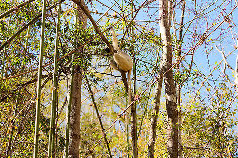 Verreauxs sifaka - leaper, Kirindy Reserve, Madagascar From this angle you can see how much their legs are folded up when sitting in trees. When unfolded, they are capable of incredible jumps, up to 10m in distance. It is this optimization for vertical leaps and life in trees that causes their weird and famous ground level locomotion seen here:
https://en.wikipedia.org/wiki/Verreaux's_sifaka#/media/File:Verreaux's_Sifaka_GIF.GIF Africa,Kirindy Reserve,Madagascar,Madagascar 2019,Propithecus verreauxi,Verreauxs sifaka,World