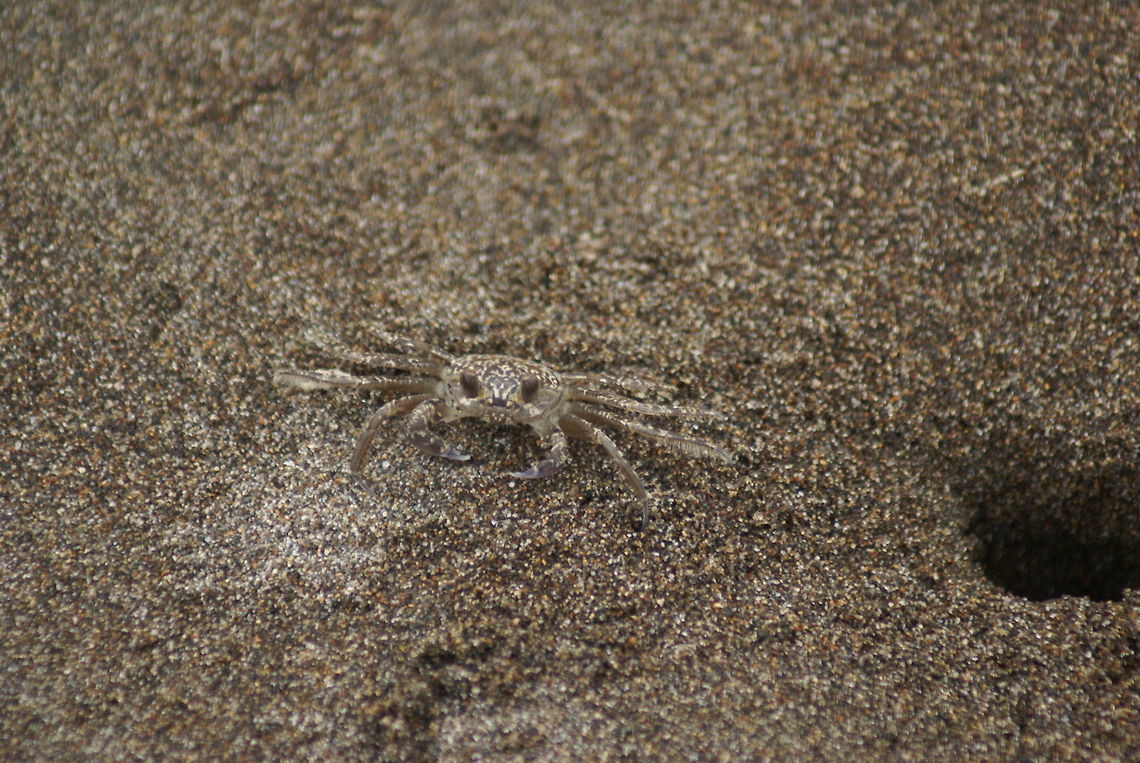 Transparent Crab at Costa Rica beach A small crab almost invisible against the sand. Beach,Camouflage,Costa Rica,Crabs,Transparent