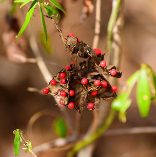 Red/black fruits, Kirindy Reserve, Madagascar Not entirely sure what this is. They look like red berries inside a dried up nut of some kind.  Abrus precatorius,Africa,Crab's eye,Kirindy Reserve,Madagascar,Madagascar 2019,World