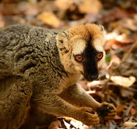 Southern red-fronted brown lemur - adult male, Kirindy Reserve, Madagascar Adult male part of a group of about 8 feeding on nuts and fruits on the forest floor. During this session, they came to us within touch distance, as they are very used to people at Kirindy. One of their learned behaviors is that they expect guest to feed them water using sea shells found on the forest floor. <br />
https://www.jungledragon.com/image/83612/southern_red-fronted_brown_lemur_-_adult_female_kirindy_reserve_madagascar.html<br />
I'm not a fan of this domestication process (wild animals should not depend on people, possibility of transmitting disease), but it seems irreversible at this point. For what it's worth, this species is naturally playful and curious. Africa,Eulemur rufifrons,Kirindy Reserve,Madagascar,Madagascar 2019,Southern red-fronted brown lemur,World