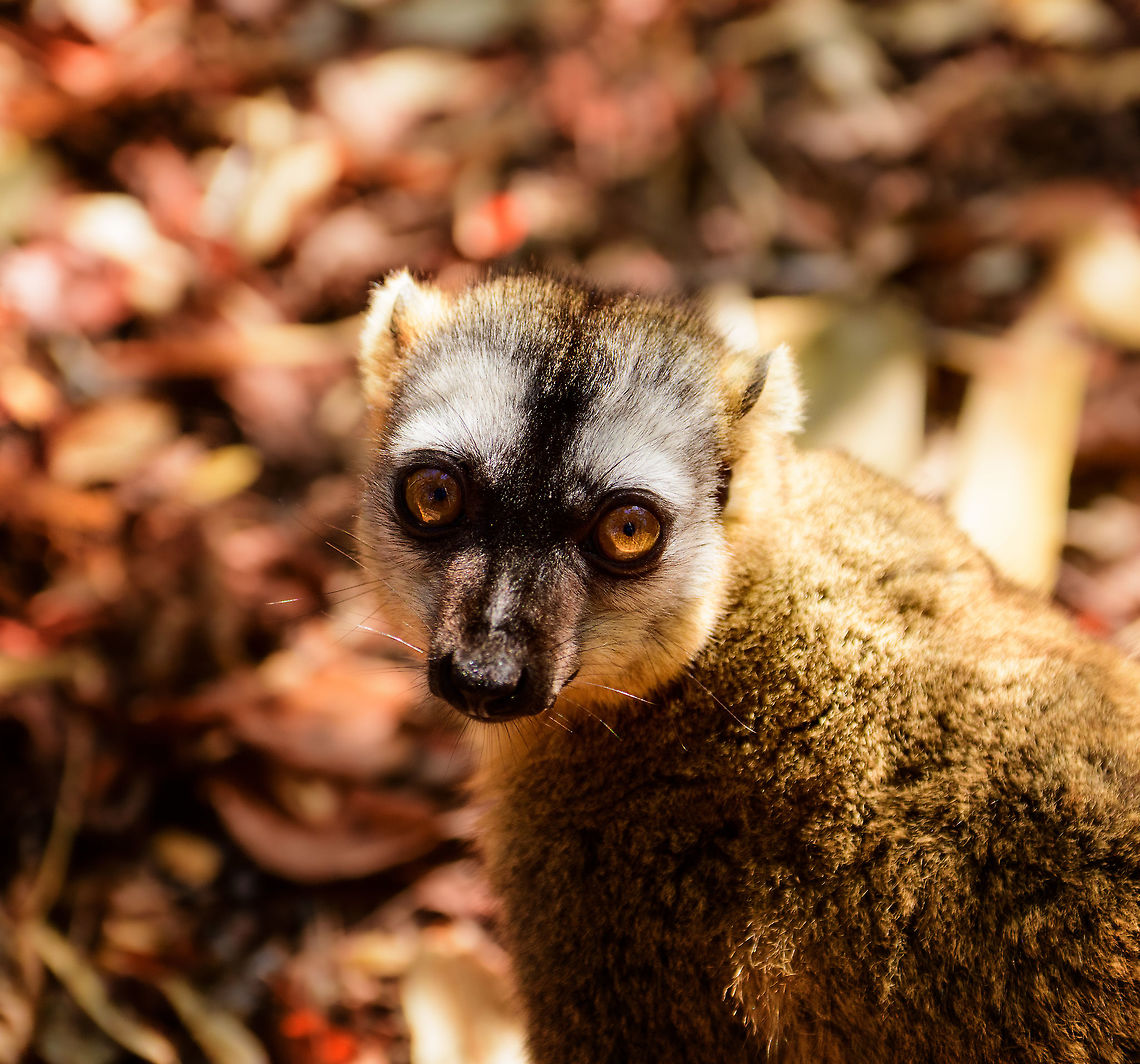 Southern red-fronted brown lemur - adult female, Kirindy Reserve, Madagascar Adult male part of a group of about 8 feeding on nuts and fruits on the forest floor. During this session, they came to us within touch distance, as they are very used to people at Kirindy. One of their learned behaviors is that they expect guest to feed them water using sea shells found on the forest floor. <br />
<figure class="photo"><a href="https://www.jungledragon.com/image/83611/southern_red-fronted_brown_lemur_-_adult_male_kirindy_reserve_madagascar.html" title="Southern red-fronted brown lemur - adult male, Kirindy Reserve, Madagascar"><img src="https://s3.amazonaws.com/media.jungledragon.com/images/2/83611_thumb.jpg?AWSAccessKeyId=05GMT0V3GWVNE7GGM1R2&Expires=1759968010&Signature=Vf38tga3uQSbWOJnCegbMriVD34%3D" width="200" height="188" alt="Southern red-fronted brown lemur - adult male, Kirindy Reserve, Madagascar Adult male part of a group of about 8 feeding on nuts and fruits on the forest floor. During this session, they came to us within touch distance, as they are very used to people at Kirindy. One of their learned behaviors is that they expect guest to feed them water using sea shells found on the forest floor. <br />
https://www.jungledragon.com/image/83612/southern_red-fronted_brown_lemur_-_adult_female_kirindy_reserve_madagascar.html<br />
I'm not a fan of this domestication process (wild animals should not depend on people, possibility of transmitting disease), but it seems irreversible at this point. For what it's worth, this species is naturally playful and curious. Africa,Eulemur rufifrons,Kirindy Reserve,Madagascar,Madagascar 2019,Southern red-fronted brown lemur,World" /></a></figure><br />
I'm not a fan of this domestication process (wild animals should not depend on people, possibility of transmitting disease), but it seems irreversible at this point. For what it's worth, this species is naturally playful and curious. Africa,Eulemur rufifrons,Geotagged,Kirindy Reserve,Madagascar,Madagascar 2019,Southern red-fronted brown lemur,Winter,World