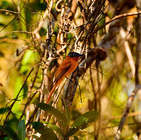 Female Malagasy Paradise Flycatcher, Kirindy Reserve, Madagascar Female and male found nearby. The female is always orange and has the short tail, the male has a long tail and comes in a few morphs: orange, white and hybrids.<br />
https://www.jungledragon.com/image/83615/male_malagasy_paradise_flycatcher_kirindy_reserve_madagascar.html<br />
https://www.jungledragon.com/image/83616/male_malagasy_paradise_flycatcher_-_closeup_kirindy_reserve_madagascar.html Africa,Geotagged,Kirindy Reserve,Madagascar,Madagascar 2019,Malagasy paradise flycatcher,Terpsiphone mutata,Winter,World