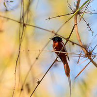 Male Malagasy Paradise Flycatcher, Kirindy Reserve, Madagascar Female and male found nearby. The female is always orange and has the short tail, the male has a long tail and comes in a few morphs: orange, white and hybrids.<br />
https://www.jungledragon.com/image/83614/female_malagasy_paradise_flycatcher_kirindy_reserve_madagascar.html<br />
https://www.jungledragon.com/image/83616/male_malagasy_paradise_flycatcher_-_closeup_kirindy_reserve_madagascar.html Africa,Geotagged,Kirindy Reserve,Madagascar,Madagascar 2019,Malagasy paradise flycatcher,Terpsiphone mutata,Winter,World