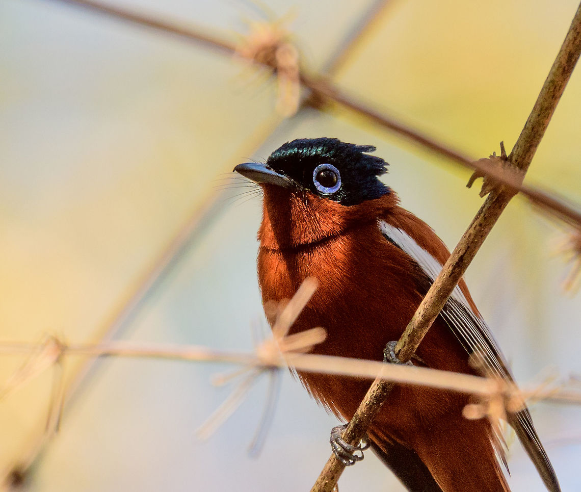 Male Malagasy Paradise Flycatcher - closeup, Kirindy Reserve, Madagascar Female and male found nearby. The female is always orange and has the short tail, the male has a long tail and comes in a few morphs: orange, white and hybrids.<br />
<figure class="photo"><a href="https://www.jungledragon.com/image/83614/female_malagasy_paradise_flycatcher_kirindy_reserve_madagascar.html" title="Female Malagasy Paradise Flycatcher, Kirindy Reserve, Madagascar"><img src="https://s3.amazonaws.com/media.jungledragon.com/images/2/83614_thumb.jpg?AWSAccessKeyId=05GMT0V3GWVNE7GGM1R2&Expires=1770854410&Signature=EUfsjXqykXD9VlHmJsB6%2F49QNmc%3D" width="200" height="200" alt="Female Malagasy Paradise Flycatcher, Kirindy Reserve, Madagascar Female and male found nearby. The female is always orange and has the short tail, the male has a long tail and comes in a few morphs: orange, white and hybrids.<br />
https://www.jungledragon.com/image/83615/male_malagasy_paradise_flycatcher_kirindy_reserve_madagascar.html<br />
https://www.jungledragon.com/image/83616/male_malagasy_paradise_flycatcher_-_closeup_kirindy_reserve_madagascar.html Africa,Geotagged,Kirindy Reserve,Madagascar,Madagascar 2019,Malagasy paradise flycatcher,Terpsiphone mutata,Winter,World" /></a></figure><br />
<figure class="photo"><a href="https://www.jungledragon.com/image/83615/male_malagasy_paradise_flycatcher_kirindy_reserve_madagascar.html" title="Male Malagasy Paradise Flycatcher, Kirindy Reserve, Madagascar"><img src="https://s3.amazonaws.com/media.jungledragon.com/images/2/83615_thumb.jpg?AWSAccessKeyId=05GMT0V3GWVNE7GGM1R2&Expires=1770854410&Signature=fw93%2Fq0CmZcwogJf%2BpgzIXcG0wA%3D" width="200" height="200" alt="Male Malagasy Paradise Flycatcher, Kirindy Reserve, Madagascar Female and male found nearby. The female is always orange and has the short tail, the male has a long tail and comes in a few morphs: orange, white and hybrids.<br />
https://www.jungledragon.com/image/83614/female_malagasy_paradise_flycatcher_kirindy_reserve_madagascar.html<br />
https://www.jungledragon.com/image/83616/male_malagasy_paradise_flycatcher_-_closeup_kirindy_reserve_madagascar.html Africa,Geotagged,Kirindy Reserve,Madagascar,Madagascar 2019,Malagasy paradise flycatcher,Terpsiphone mutata,Winter,World" /></a></figure> Africa,Geotagged,Kirindy Reserve,Madagascar,Madagascar 2019,Malagasy paradise flycatcher,Terpsiphone mutata,Winter,World