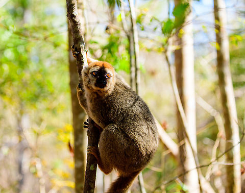 Southern red-fronted brown lemur - adult male pre jump, Kirindy Reserve, Madagascar  Africa,Eulemur rufifrons,Geotagged,Kirindy Reserve,Madagascar,Madagascar 2019,Southern red-fronted brown lemur,Winter,World