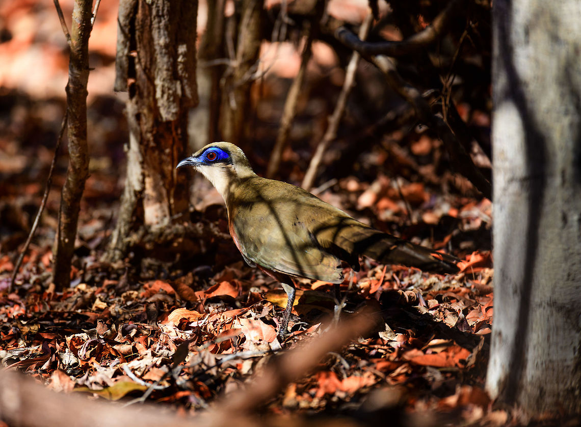Coquerel's coua - side view, Kirindy Reserve, Madagascar <figure class="photo"><a href="https://www.jungledragon.com/image/83619/coquerels_coua_-_frontal_kirindy_reserve_madagascar.html" title="Coquerel's coua - frontal, Kirindy Reserve, Madagascar"><img src="https://s3.amazonaws.com/media.jungledragon.com/images/2/83619_thumb.jpg?AWSAccessKeyId=05GMT0V3GWVNE7GGM1R2&Expires=1770854410&Signature=nyGz5ciBwp09iAoMWqTCt5lmOV0%3D" width="200" height="134" alt="Coquerel's coua - frontal, Kirindy Reserve, Madagascar https://www.jungledragon.com/image/83618/coquerels_coua_-_side_view_kirindy_reserve_madagascar.html<br />
https://www.jungledragon.com/image/83620/coquerels_coua_kirindy_reserve_madagascar.html<br />
Another day, another Coua. The Coquerel's coua is a mid-sized ground dwelling bird found in Madagascar. In terms of patterns and colors, it looks highly similar to the Giant Coua which we found a day earlier:<br />
<br />
https://www.jungledragon.com/image/83280/giant_coua_-_closeup_kirindy_reserve_madagascar.html<br />
Key differences are in size, the Giant Coua is about 50% taller and up to twice the weight of a Coquerel's coua. If size is not obvious from a photo, the more useful difference is found in the bill. The Giant Coua has a robust, stout bill, whilst the Coquerel's coua has a thinner bill. <br />
<br />
The entire genus "Coua" is endemic of Madagascar, consisting of 9 species, all of which are documented at JD:<br />
https://www.jungledragon.com/wildlife/browse/animalia/chordata/aves/cuculiformes/cuculidae/coua Africa,Coquerels coua,Coua coquereli,Geotagged,Kirindy Reserve,Madagascar,Madagascar 2019,Winter,World" /></a></figure><br />
<figure class="photo"><a href="https://www.jungledragon.com/image/83620/coquerels_coua_kirindy_reserve_madagascar.html" title="Coquerel's coua, Kirindy Reserve, Madagascar"><img src="https://s3.amazonaws.com/media.jungledragon.com/images/2/83620_thumb.jpg?AWSAccessKeyId=05GMT0V3GWVNE7GGM1R2&Expires=1770854410&Signature=pzLA%2FPGHg9t3SbE5g%2Fmh9d%2FojYI%3D" width="200" height="134" alt="Coquerel's coua, Kirindy Reserve, Madagascar https://www.jungledragon.com/image/83618/coquerels_coua_-_side_view_kirindy_reserve_madagascar.html<br />
https://www.jungledragon.com/image/83619/giant_coua_-_frontal_kirindy_reserve_madagascar.html<br />
Another day, another Coua. The Coquerel's coua is a mid-sized ground dwelling bird found in Madagascar. In terms of patterns and colors, it looks highly similar to the Giant Coua which we found a day earlier:<br />
<br />
https://www.jungledragon.com/image/83280/giant_coua_-_closeup_kirindy_reserve_madagascar.html<br />
Key differences are in size, the Giant Coua is about 50% taller and up to twice the weight of a Coquerel's coua. If size is not obvious from a photo, the more useful difference is found in the bill. The Giant Coua has a robust, stout bill, whilst the Coquerel's coua has a thinner bill. <br />
<br />
The entire genus "Coua" is endemic of Madagascar, consisting of 9 species, all of which are documented at JD:<br />
https://www.jungledragon.com/wildlife/browse/animalia/chordata/aves/cuculiformes/cuculidae/coua Africa,Coquerels coua,Coua coquereli,Geotagged,Kirindy Reserve,Madagascar,Madagascar 2019,Winter,World" /></a></figure><br />
Another day, another Coua. The Coquerel's coua is a mid-sized ground dwelling bird found in Madagascar. In terms of patterns and colors, it looks highly similar to the Giant Coua which we found a day earlier:<br />
<br />
<figure class="photo"><a href="https://www.jungledragon.com/image/83280/giant_coua_-_closeup_kirindy_reserve_madagascar.html" title="Giant Coua - closeup, Kirindy Reserve, Madagascar"><img src="https://s3.amazonaws.com/media.jungledragon.com/images/2/83280_thumb.jpg?AWSAccessKeyId=05GMT0V3GWVNE7GGM1R2&Expires=1770854410&Signature=ooJgUh1mCKtvgZHaHFuqNHklDPE%3D" width="200" height="134" alt="Giant Coua - closeup, Kirindy Reserve, Madagascar The Giant coua (Coua gigas) is a ground dwelling species that is common in Madagascar. It behaves chicken-like, strolling on the forest floor, picking insects and small vertebrates. <br />
<br />
It looks highly similar to Coquerel's coua (Coua coquereli), yet is considerably larger, about twice the size. As size can be hard to estimate from a photo, a more useful difference is found in the bill. The Giant Coua has a thick and stout bill, much more robust compared to the Coquerel's coua.<br />
https://www.jungledragon.com/image/83281/giant_coua_kirindy_reserve_madagascar.html<br />
https://www.jungledragon.com/image/83282/giant_coua_-_pose_kirindy_reserve_madagascar.html<br />
https://www.jungledragon.com/image/83283/giant_coua_-_face_kirindy_reserve_madagascar.html<br />
https://www.jungledragon.com/image/83284/giant_coua_-_frontal_kirindy_reserve_madagascar.html<br />
https://www.jungledragon.com/image/83285/giant_coua_-_full_bird_kirindy_reserve_madagascar.html<br />
https://www.youtube.com/watch?v=c3e1-B91YlU Africa,Coua gigas,Geotagged,Giant Coua,Kirindy Reserve,Madagascar,Madagascar 2019,Winter,World" /></a></figure><br />
Key differences are in size, the Giant Coua is about 50% taller and up to twice the weight of a Coquerel's coua. If size is not obvious from a photo, the more useful difference is found in the bill. The Giant Coua has a robust, stout bill, whilst the Coquerel's coua has a thinner bill. <br />
<br />
The entire genus "Coua" is endemic of Madagascar, consisting of 9 species, all of which are documented at JD:<br />
<a href="https://www.jungledragon.com/wildlife/browse/animalia/chordata/aves/cuculiformes/cuculidae/coua" rel="nofollow">https://www.jungledragon.com/wildlife/browse/animalia/chordata/aves/cuculiformes/cuculidae/coua</a> Africa,Coquerels coua,Coua coquereli,Geotagged,Kirindy Reserve,Madagascar,Madagascar 2019,Winter,World