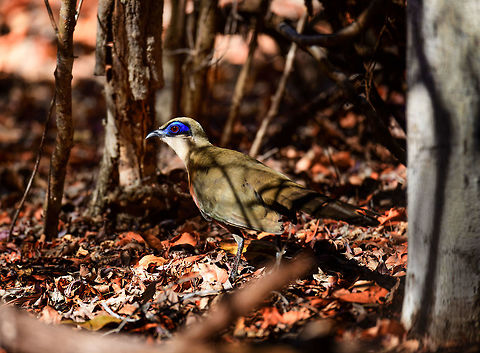 Coquerel's coua - side view, Kirindy Reserve, Madagascar https://www.jungledragon.com/image/83619/giant_coua_-_frontal_kirindy_reserve_madagascar.html
https://www.jungledragon.com/image/83620/coquerels_coua_kirindy_reserve_madagascar.html
Another day, another Coua. The Coquerel's coua is a mid-sized ground dwelling bird found in Madagascar. In terms of patterns and colors, it looks highly similar to the Giant Coua which we found a day earlier:

https://www.jungledragon.com/image/83280/giant_coua_-_closeup_kirindy_reserve_madagascar.html
Key differences are in size, the Giant Coua is about 50% taller and up to twice the weight of a Coquerel's coua. If size is not obvious from a photo, the more useful difference is found in the bill. The Giant Coua has a robust, stout bill, whilst the Coquerel's coua has a thinner bill. 

The entire genus "Coua" is endemic of Madagascar, consisting of 9 species, all of which are documented at JD:
https://www.jungledragon.com/wildlife/browse/animalia/chordata/aves/cuculiformes/cuculidae/coua Africa,Coquerels coua,Coua coquereli,Geotagged,Kirindy Reserve,Madagascar,Madagascar 2019,Winter,World