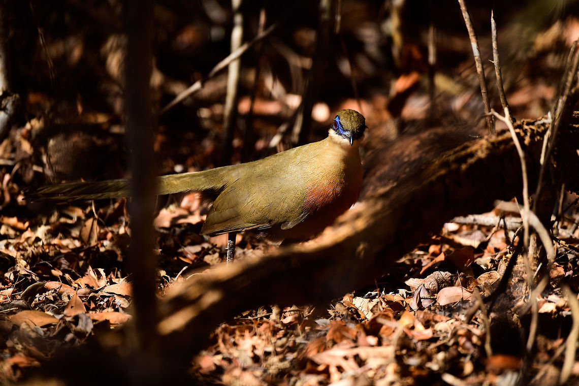 Coquerel's coua - frontal, Kirindy Reserve, Madagascar <figure class="photo"><a href="https://www.jungledragon.com/image/83618/coquerels_coua_-_side_view_kirindy_reserve_madagascar.html" title="Coquerel's coua - side view, Kirindy Reserve, Madagascar"><img src="https://s3.amazonaws.com/media.jungledragon.com/images/2/83618_thumb.jpg?AWSAccessKeyId=05GMT0V3GWVNE7GGM1R2&Expires=1759968010&Signature=NYMsc%2Fwi7tjIbJdZ0sVdL3Qa%2FXQ%3D" width="200" height="148" alt="Coquerel's coua - side view, Kirindy Reserve, Madagascar https://www.jungledragon.com/image/83619/giant_coua_-_frontal_kirindy_reserve_madagascar.html<br />
https://www.jungledragon.com/image/83620/coquerels_coua_kirindy_reserve_madagascar.html<br />
Another day, another Coua. The Coquerel's coua is a mid-sized ground dwelling bird found in Madagascar. In terms of patterns and colors, it looks highly similar to the Giant Coua which we found a day earlier:<br />
<br />
https://www.jungledragon.com/image/83280/giant_coua_-_closeup_kirindy_reserve_madagascar.html<br />
Key differences are in size, the Giant Coua is about 50% taller and up to twice the weight of a Coquerel's coua. If size is not obvious from a photo, the more useful difference is found in the bill. The Giant Coua has a robust, stout bill, whilst the Coquerel's coua has a thinner bill. <br />
<br />
The entire genus "Coua" is endemic of Madagascar, consisting of 9 species, all of which are documented at JD:<br />
https://www.jungledragon.com/wildlife/browse/animalia/chordata/aves/cuculiformes/cuculidae/coua Africa,Coquerels coua,Coua coquereli,Geotagged,Kirindy Reserve,Madagascar,Madagascar 2019,Winter,World" /></a></figure><br />
<figure class="photo"><a href="https://www.jungledragon.com/image/83620/coquerels_coua_kirindy_reserve_madagascar.html" title="Coquerel's coua, Kirindy Reserve, Madagascar"><img src="https://s3.amazonaws.com/media.jungledragon.com/images/2/83620_thumb.jpg?AWSAccessKeyId=05GMT0V3GWVNE7GGM1R2&Expires=1759968010&Signature=LEHUBhCxlJJnpKiMQDpUDL%2BkS90%3D" width="200" height="134" alt="Coquerel's coua, Kirindy Reserve, Madagascar https://www.jungledragon.com/image/83618/coquerels_coua_-_side_view_kirindy_reserve_madagascar.html<br />
https://www.jungledragon.com/image/83619/giant_coua_-_frontal_kirindy_reserve_madagascar.html<br />
Another day, another Coua. The Coquerel's coua is a mid-sized ground dwelling bird found in Madagascar. In terms of patterns and colors, it looks highly similar to the Giant Coua which we found a day earlier:<br />
<br />
https://www.jungledragon.com/image/83280/giant_coua_-_closeup_kirindy_reserve_madagascar.html<br />
Key differences are in size, the Giant Coua is about 50% taller and up to twice the weight of a Coquerel's coua. If size is not obvious from a photo, the more useful difference is found in the bill. The Giant Coua has a robust, stout bill, whilst the Coquerel's coua has a thinner bill. <br />
<br />
The entire genus "Coua" is endemic of Madagascar, consisting of 9 species, all of which are documented at JD:<br />
https://www.jungledragon.com/wildlife/browse/animalia/chordata/aves/cuculiformes/cuculidae/coua Africa,Coquerels coua,Coua coquereli,Geotagged,Kirindy Reserve,Madagascar,Madagascar 2019,Winter,World" /></a></figure><br />
Another day, another Coua. The Coquerel's coua is a mid-sized ground dwelling bird found in Madagascar. In terms of patterns and colors, it looks highly similar to the Giant Coua which we found a day earlier:<br />
<br />
<figure class="photo"><a href="https://www.jungledragon.com/image/83280/giant_coua_-_closeup_kirindy_reserve_madagascar.html" title="Giant Coua - closeup, Kirindy Reserve, Madagascar"><img src="https://s3.amazonaws.com/media.jungledragon.com/images/2/83280_thumb.jpg?AWSAccessKeyId=05GMT0V3GWVNE7GGM1R2&Expires=1759968010&Signature=tBb%2F%2FHCumhELk3GoLucy0YpNprM%3D" width="200" height="134" alt="Giant Coua - closeup, Kirindy Reserve, Madagascar The Giant coua (Coua gigas) is a ground dwelling species that is common in Madagascar. It behaves chicken-like, strolling on the forest floor, picking insects and small vertebrates. <br />
<br />
It looks highly similar to Coquerel's coua (Coua coquereli), yet is considerably larger, about twice the size. As size can be hard to estimate from a photo, a more useful difference is found in the bill. The Giant Coua has a thick and stout bill, much more robust compared to the Coquerel's coua.<br />
https://www.jungledragon.com/image/83281/giant_coua_kirindy_reserve_madagascar.html<br />
https://www.jungledragon.com/image/83282/giant_coua_-_pose_kirindy_reserve_madagascar.html<br />
https://www.jungledragon.com/image/83283/giant_coua_-_face_kirindy_reserve_madagascar.html<br />
https://www.jungledragon.com/image/83284/giant_coua_-_frontal_kirindy_reserve_madagascar.html<br />
https://www.jungledragon.com/image/83285/giant_coua_-_full_bird_kirindy_reserve_madagascar.html<br />
https://www.youtube.com/watch?v=c3e1-B91YlU Africa,Coua gigas,Geotagged,Giant Coua,Kirindy Reserve,Madagascar,Madagascar 2019,Winter,World" /></a></figure><br />
Key differences are in size, the Giant Coua is about 50% taller and up to twice the weight of a Coquerel's coua. If size is not obvious from a photo, the more useful difference is found in the bill. The Giant Coua has a robust, stout bill, whilst the Coquerel's coua has a thinner bill. <br />
<br />
The entire genus "Coua" is endemic of Madagascar, consisting of 9 species, all of which are documented at JD:<br />
<a href="https://www.jungledragon.com/wildlife/browse/animalia/chordata/aves/cuculiformes/cuculidae/coua" rel="nofollow">https://www.jungledragon.com/wildlife/browse/animalia/chordata/aves/cuculiformes/cuculidae/coua</a> Africa,Coquerels coua,Coua coquereli,Geotagged,Kirindy Reserve,Madagascar,Madagascar 2019,Winter,World
