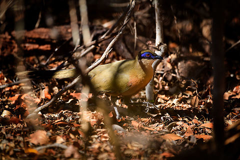 Coquerel's coua, Kirindy Reserve, Madagascar https://www.jungledragon.com/image/83618/coquerels_coua_-_side_view_kirindy_reserve_madagascar.html
https://www.jungledragon.com/image/83619/giant_coua_-_frontal_kirindy_reserve_madagascar.html
Another day, another Coua. The Coquerel's coua is a mid-sized ground dwelling bird found in Madagascar. In terms of patterns and colors, it looks highly similar to the Giant Coua which we found a day earlier:

https://www.jungledragon.com/image/83280/giant_coua_-_closeup_kirindy_reserve_madagascar.html
Key differences are in size, the Giant Coua is about 50% taller and up to twice the weight of a Coquerel's coua. If size is not obvious from a photo, the more useful difference is found in the bill. The Giant Coua has a robust, stout bill, whilst the Coquerel's coua has a thinner bill. 

The entire genus "Coua" is endemic of Madagascar, consisting of 9 species, all of which are documented at JD:
https://www.jungledragon.com/wildlife/browse/animalia/chordata/aves/cuculiformes/cuculidae/coua Africa,Coquerels coua,Coua coquereli,Geotagged,Kirindy Reserve,Madagascar,Madagascar 2019,Winter,World