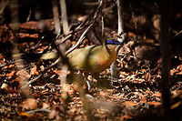 Coquerel's coua, Kirindy Reserve, Madagascar https://www.jungledragon.com/image/83618/coquerels_coua_-_side_view_kirindy_reserve_madagascar.html<br />
https://www.jungledragon.com/image/83619/giant_coua_-_frontal_kirindy_reserve_madagascar.html<br />
Another day, another Coua. The Coquerel's coua is a mid-sized ground dwelling bird found in Madagascar. In terms of patterns and colors, it looks highly similar to the Giant Coua which we found a day earlier:<br />
<br />
https://www.jungledragon.com/image/83280/giant_coua_-_closeup_kirindy_reserve_madagascar.html<br />
Key differences are in size, the Giant Coua is about 50% taller and up to twice the weight of a Coquerel's coua. If size is not obvious from a photo, the more useful difference is found in the bill. The Giant Coua has a robust, stout bill, whilst the Coquerel's coua has a thinner bill. <br />
<br />
The entire genus "Coua" is endemic of Madagascar, consisting of 9 species, all of which are documented at JD:<br />
https://www.jungledragon.com/wildlife/browse/animalia/chordata/aves/cuculiformes/cuculidae/coua Africa,Coquerels coua,Coua coquereli,Geotagged,Kirindy Reserve,Madagascar,Madagascar 2019,Winter,World