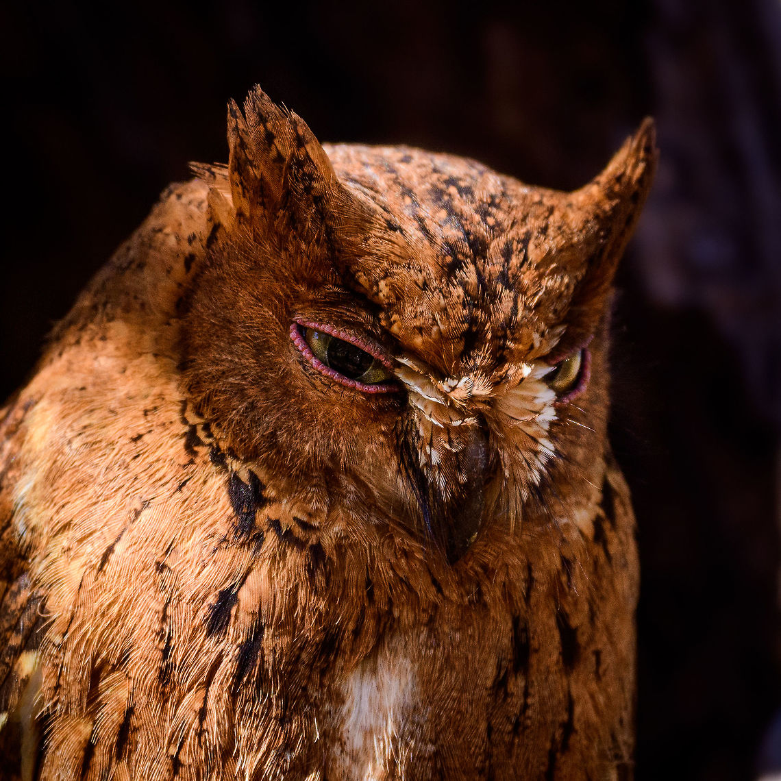 Rainforest scops owl - closeup, Kirindy Reserve, Madagascar A tiny owl also known as the Malagasy scops owl. It hunts mostly at night, and rests at day as seen here. Technically, the western species seen here used to be called the Torotoroka Scops Owl (Otus madagascariensis) yet the two species were lumped together as a single species in 2007. <br />
<figure class="photo"><a href="https://www.jungledragon.com/image/83639/rainforest_scops_owl_kirindy_reserve_madagascar.html" title="Rainforest scops owl, Kirindy Reserve, Madagascar"><img src="https://s3.amazonaws.com/media.jungledragon.com/images/2/83639_thumb.jpg?AWSAccessKeyId=05GMT0V3GWVNE7GGM1R2&Expires=1759968010&Signature=Fe%2FE2ASAcBtIpzEQS16BA%2FMP%2FHY%3D" width="200" height="152" alt="Rainforest scops owl, Kirindy Reserve, Madagascar A tiny owl also known as the Malagasy scops owl. It hunts mostly at night, and rests at day as seen here. Technically, the western species seen here used to be called the Torotoroka Scops Owl (Otus madagascariensis) yet the two species were lumped together as a single species in 2007. <br />
https://www.jungledragon.com/image/83638/rainforest_scops_owl_-_closeup_kirindy_reserve_madagascar.html<br />
It comes in different morphs. Gray, brown and rufous (as seen on photo). Seven years earlier we found the gray morph here in Kirindy:<br />
<br />
https://www.jungledragon.com/image/10375/torotoroka_scops_owl_in_kirindi.html Africa,Geotagged,Kirindy Reserve,Madagascar,Madagascar 2019,Otus rutilus,Rainforest scops owl,Winter,World" /></a></figure><br />
It comes in different morphs. Gray, brown and rufous (as seen on photo). Seven years earlier we found the gray morph here in Kirindy:<br />
<br />
<figure class="photo"><a href="https://www.jungledragon.com/image/10375/torotoroka_scops_owl_in_kirindi.html" title="Torotoroka Scops Owl in Kirindi"><img src="https://s3.amazonaws.com/media.jungledragon.com/images/2/10375_thumb.jpg?AWSAccessKeyId=05GMT0V3GWVNE7GGM1R2&Expires=1759968010&Signature=kWgZKwkP6Llk6S%2BYdmOzFpafKEE%3D" width="200" height="134" alt="Torotoroka Scops Owl in Kirindi A Torotoroka Scops Owl (Otus madagascariensis) hiding by day in the hollow of a dead tree in Kirindi, Madagascar. Kirindy Reserve,Madagascar,Otus madagascariensis,Otus rutilus,Rainforest scops owl,Torotoroka Scops Owl" /></a></figure> Africa,Geotagged,Kirindy Reserve,Madagascar,Madagascar 2019,Otus rutilus,Rainforest scops owl,Winter,World