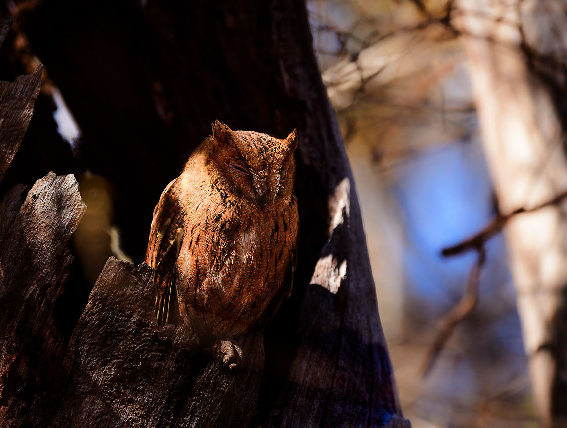 Rainforest scops owl, Kirindy Reserve, Madagascar A tiny owl also known as the Malagasy scops owl. It hunts mostly at night, and rests at day as seen here. Technically, the western species seen here used to be called the Torotoroka Scops Owl (Otus madagascariensis) yet the two species were lumped together as a single species in 2007. <br />
<figure class="photo"><a href="https://www.jungledragon.com/image/83638/rainforest_scops_owl_-_closeup_kirindy_reserve_madagascar.html" title="Rainforest scops owl - closeup, Kirindy Reserve, Madagascar"><img src="https://s3.amazonaws.com/media.jungledragon.com/images/2/83638_thumb.jpg?AWSAccessKeyId=05GMT0V3GWVNE7GGM1R2&Expires=1759968010&Signature=3IwfgExUBwSJbK%2F3o%2FXfZtugJf4%3D" width="200" height="200" alt="Rainforest scops owl - closeup, Kirindy Reserve, Madagascar A tiny owl also known as the Malagasy scops owl. It hunts mostly at night, and rests at day as seen here. Technically, the western species seen here used to be called the Torotoroka Scops Owl (Otus madagascariensis) yet the two species were lumped together as a single species in 2007. <br />
https://www.jungledragon.com/image/83639/rainforest_scops_owl_kirindy_reserve_madagascar.html<br />
It comes in different morphs. Gray, brown and rufous (as seen on photo). Seven years earlier we found the gray morph here in Kirindy:<br />
<br />
https://www.jungledragon.com/image/10375/torotoroka_scops_owl_in_kirindi.html Africa,Geotagged,Kirindy Reserve,Madagascar,Madagascar 2019,Otus rutilus,Rainforest scops owl,Winter,World" /></a></figure><br />
It comes in different morphs. Gray, brown and rufous (as seen on photo). Seven years earlier we found the gray morph here in Kirindy:<br />
<br />
<figure class="photo"><a href="https://www.jungledragon.com/image/10375/torotoroka_scops_owl_in_kirindi.html" title="Torotoroka Scops Owl in Kirindi"><img src="https://s3.amazonaws.com/media.jungledragon.com/images/2/10375_thumb.jpg?AWSAccessKeyId=05GMT0V3GWVNE7GGM1R2&Expires=1759968010&Signature=kWgZKwkP6Llk6S%2BYdmOzFpafKEE%3D" width="200" height="134" alt="Torotoroka Scops Owl in Kirindi A Torotoroka Scops Owl (Otus madagascariensis) hiding by day in the hollow of a dead tree in Kirindi, Madagascar. Kirindy Reserve,Madagascar,Otus madagascariensis,Otus rutilus,Rainforest scops owl,Torotoroka Scops Owl" /></a></figure> Africa,Geotagged,Kirindy Reserve,Madagascar,Madagascar 2019,Otus rutilus,Rainforest scops owl,Winter,World